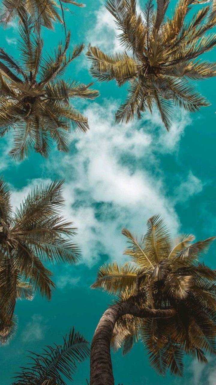 Aesthetic Palm Tree Phone Wallpapers