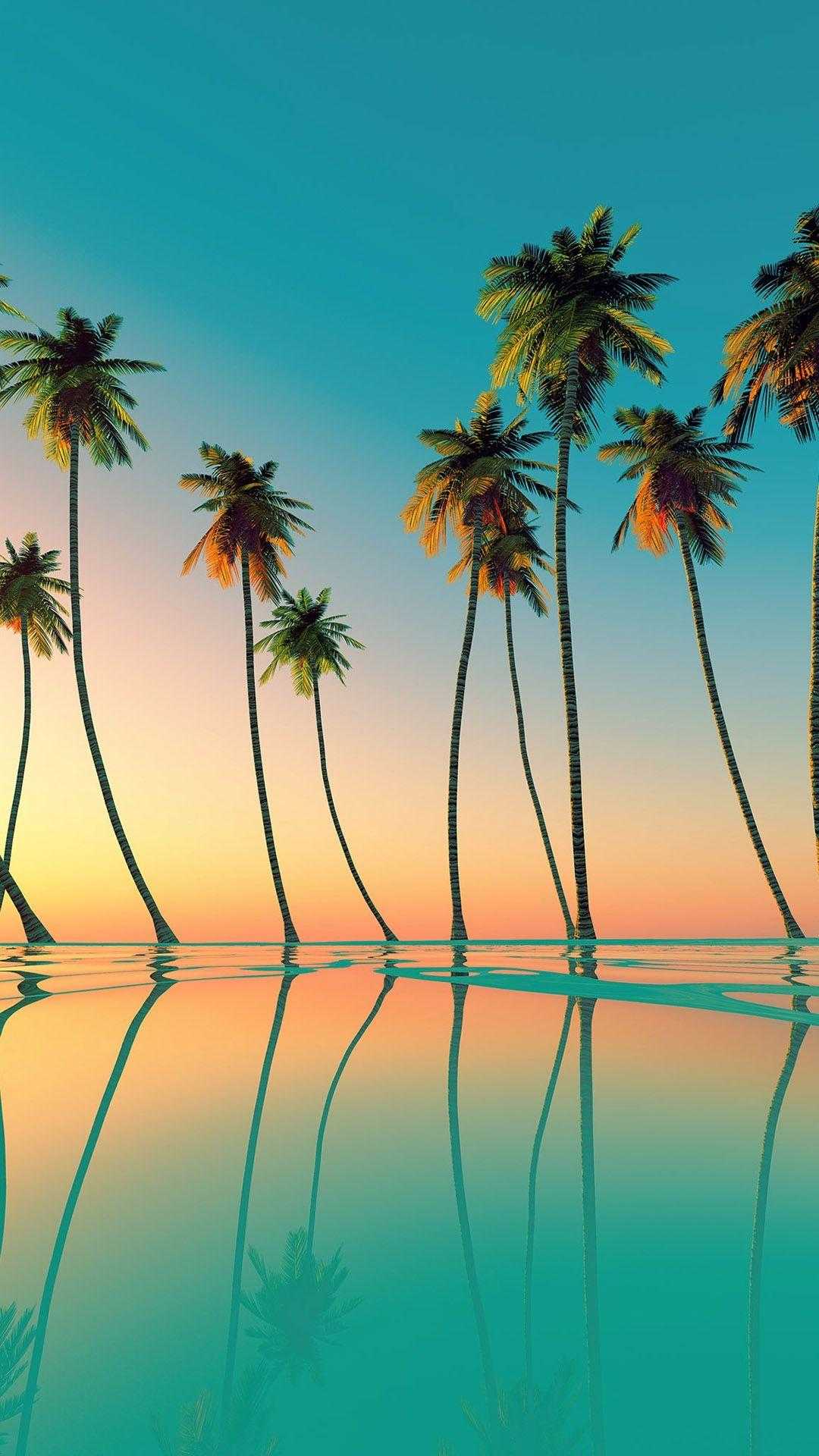 Aesthetic Palm Tree Phone Wallpapers