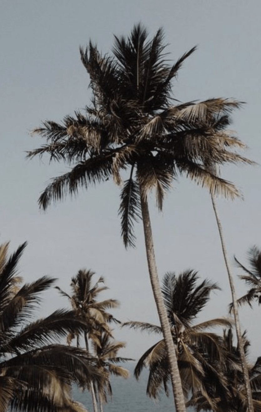 Aesthetic Palm Tree Phone Wallpapers