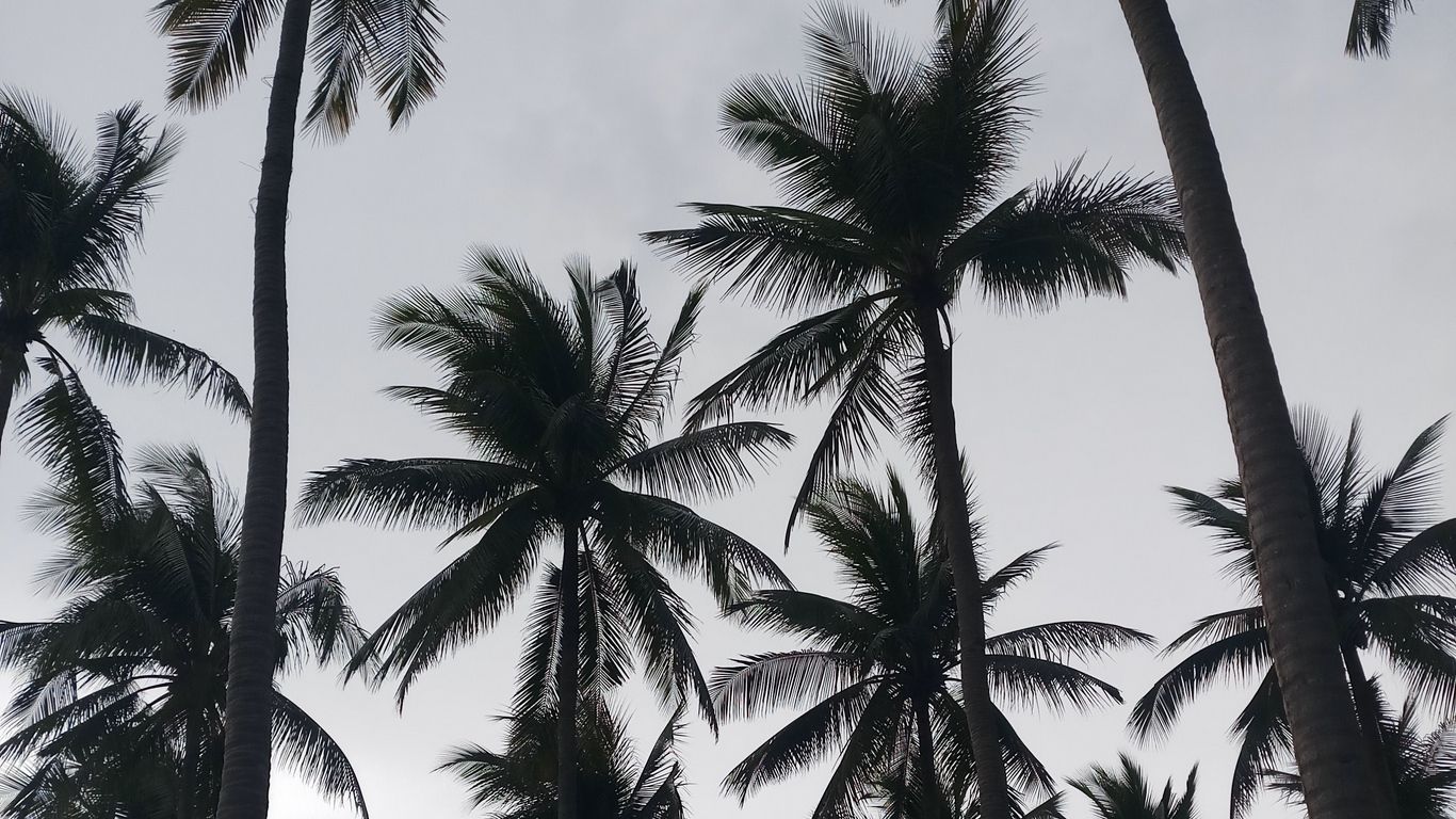 Aesthetic Palm Tree Phone Wallpapers