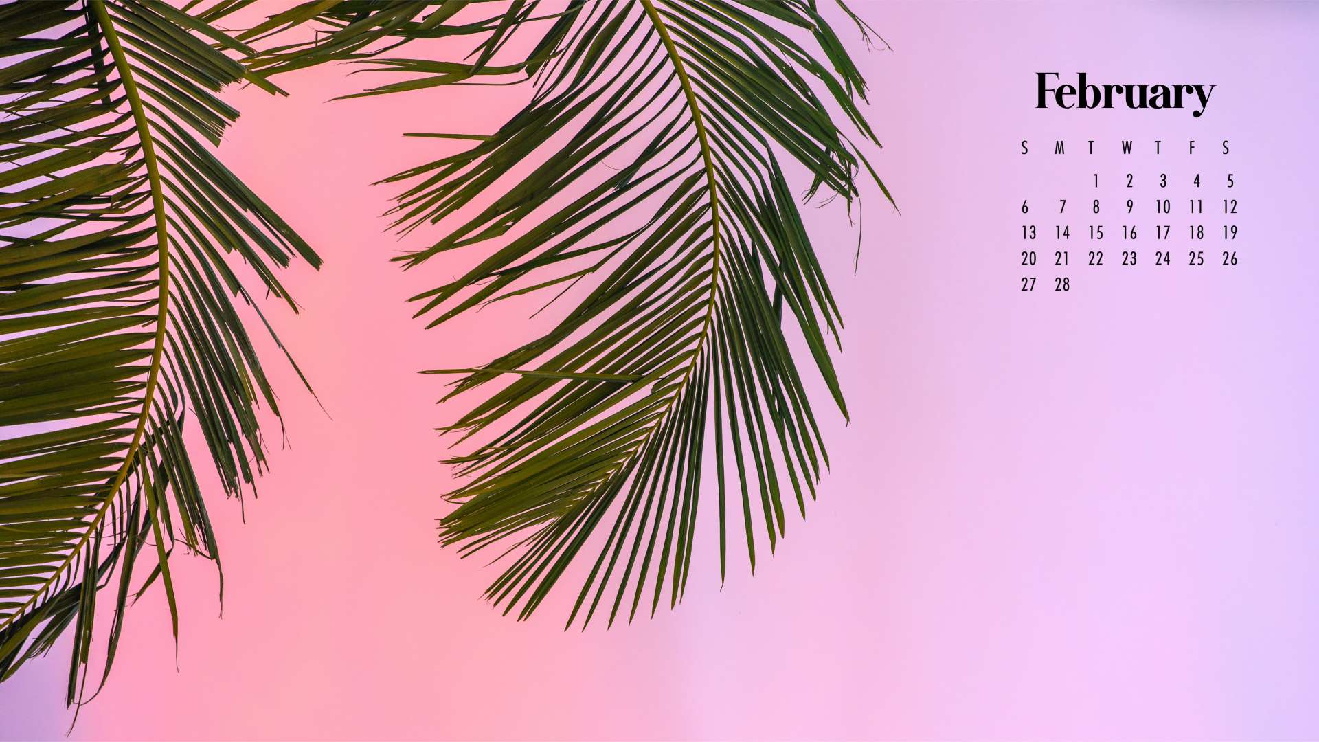 Aesthetic Palm Tree Phone Wallpapers