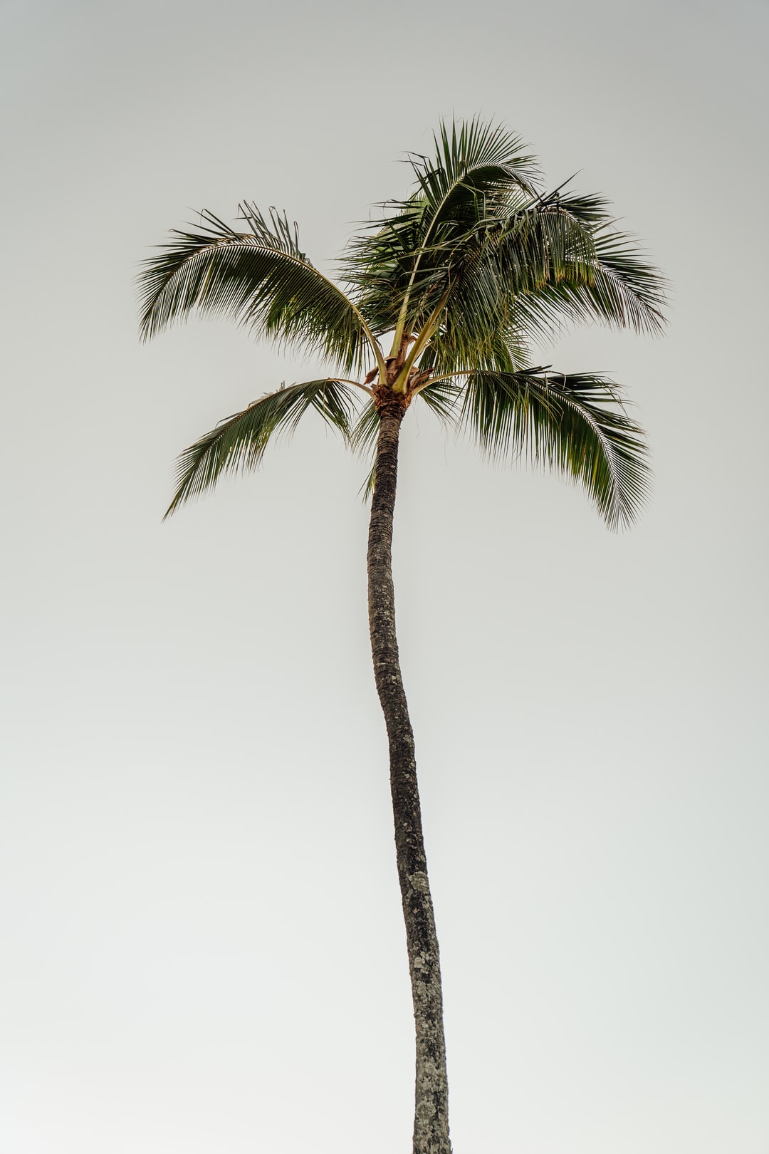 Aesthetic Palm Trees Wallpapers