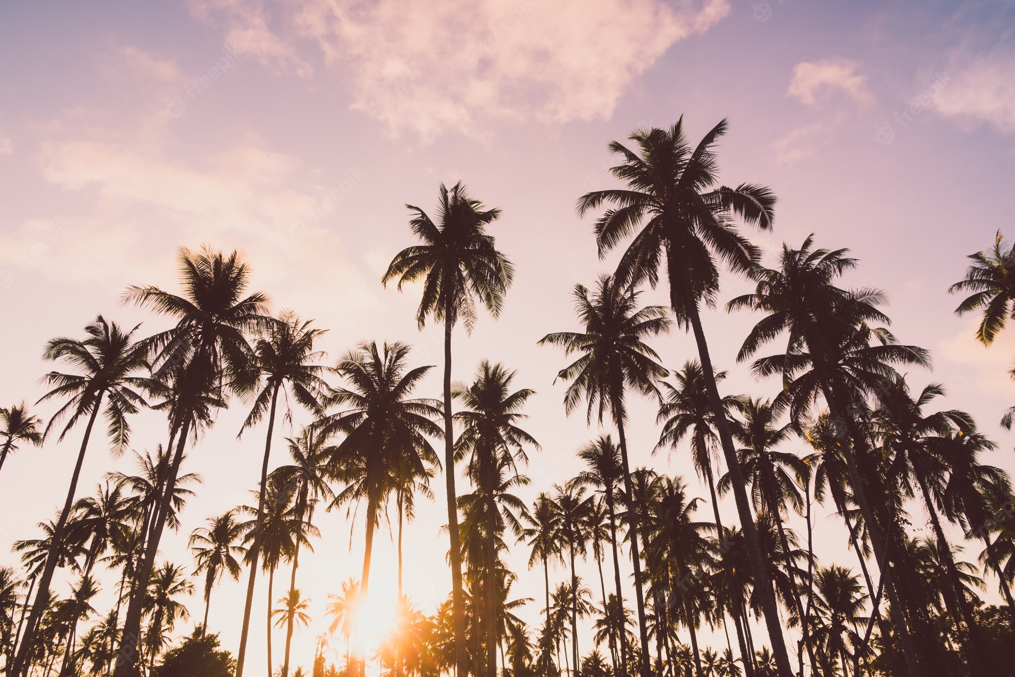 Aesthetic Palm Trees Wallpapers