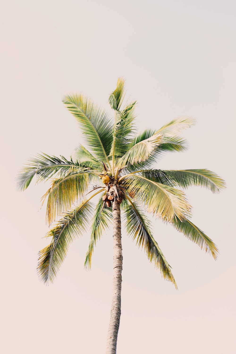 Aesthetic Palm Trees Wallpapers