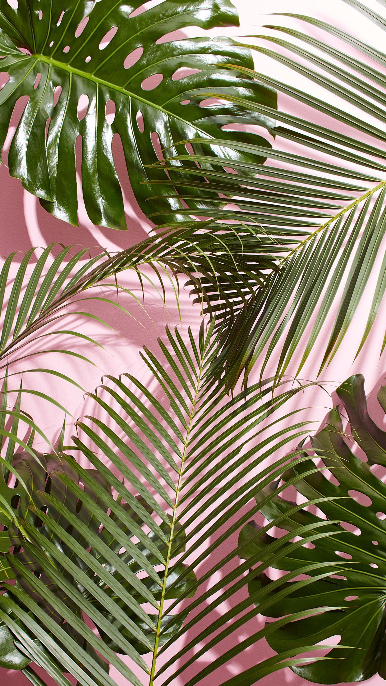 Aesthetic Plant Wallpapers