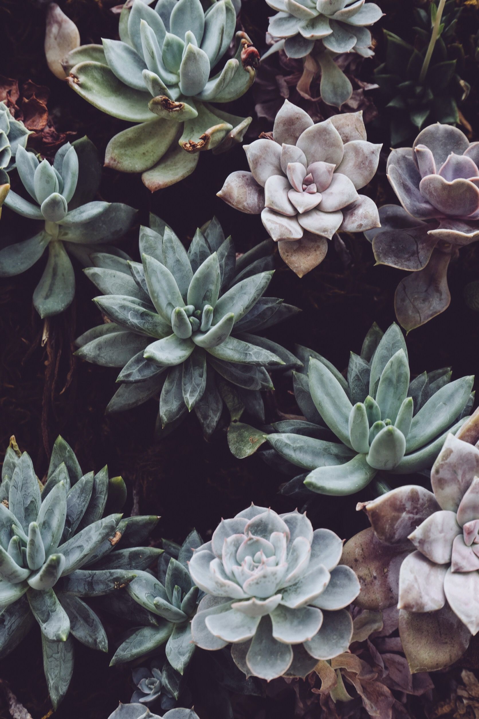 Aesthetic Plant Wallpapers