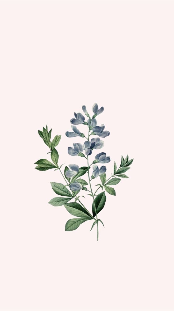 Aesthetic Plant Wallpapers