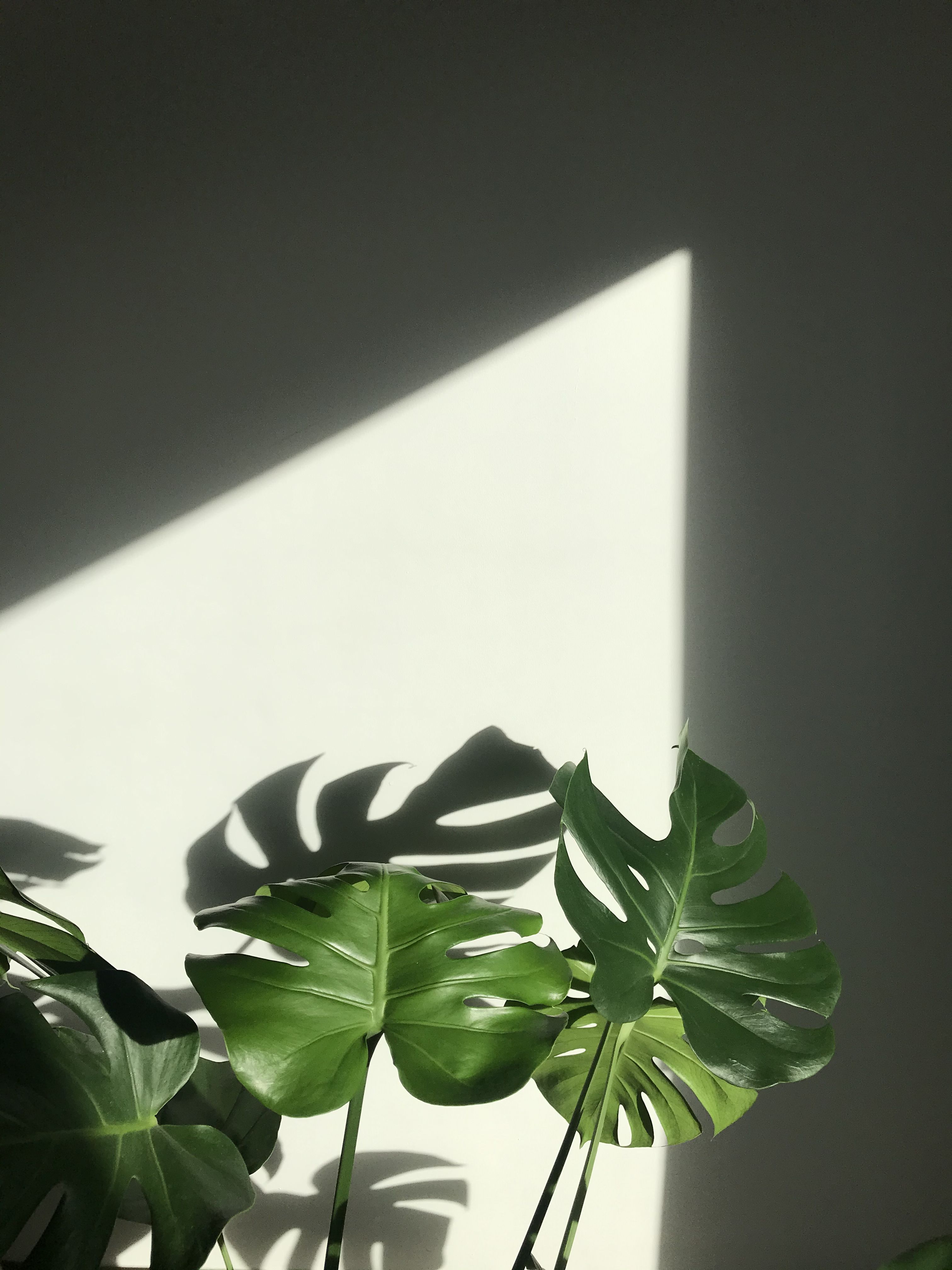 Aesthetic Plant Wallpapers