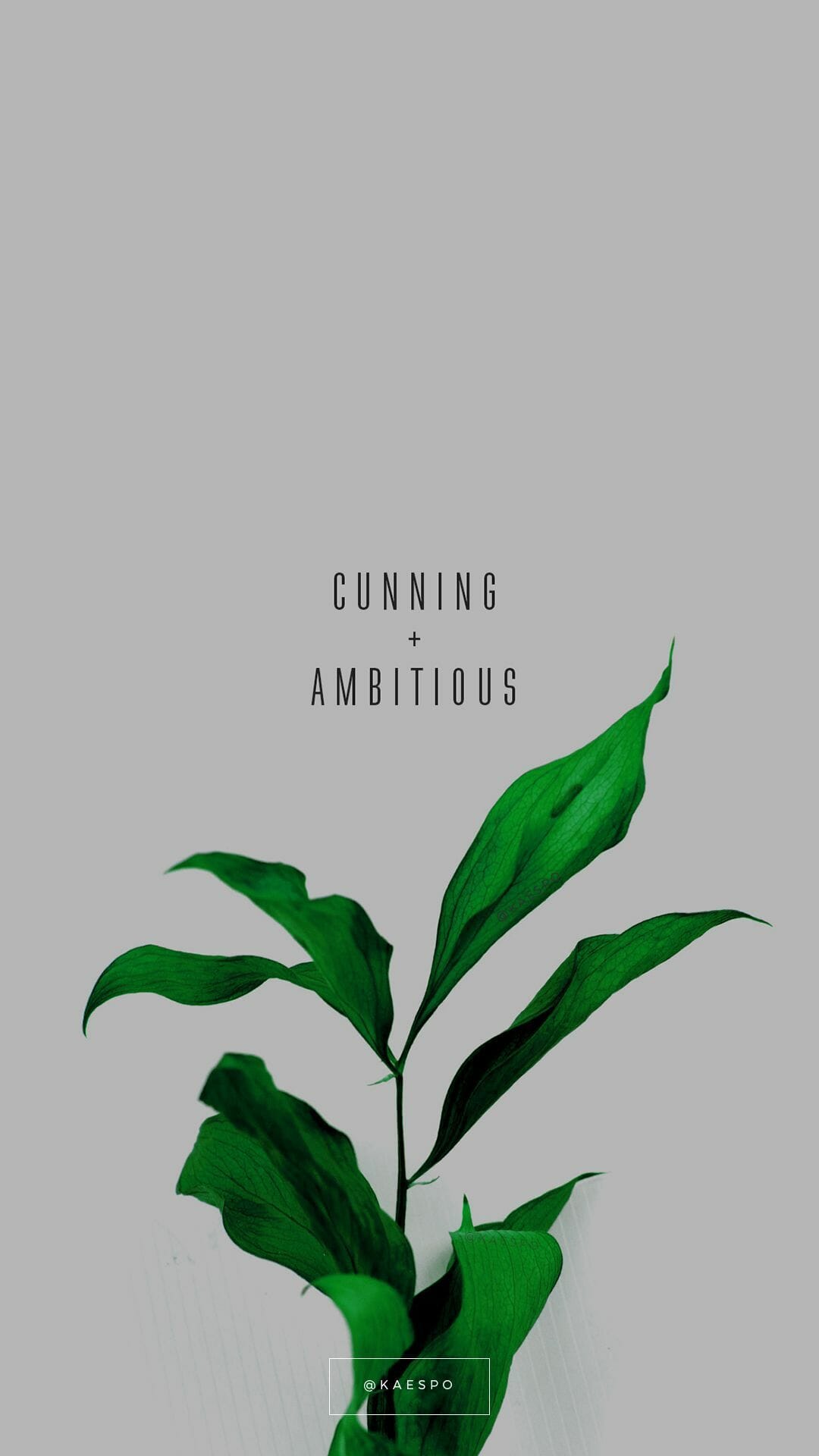 Aesthetic Plant Wallpapers