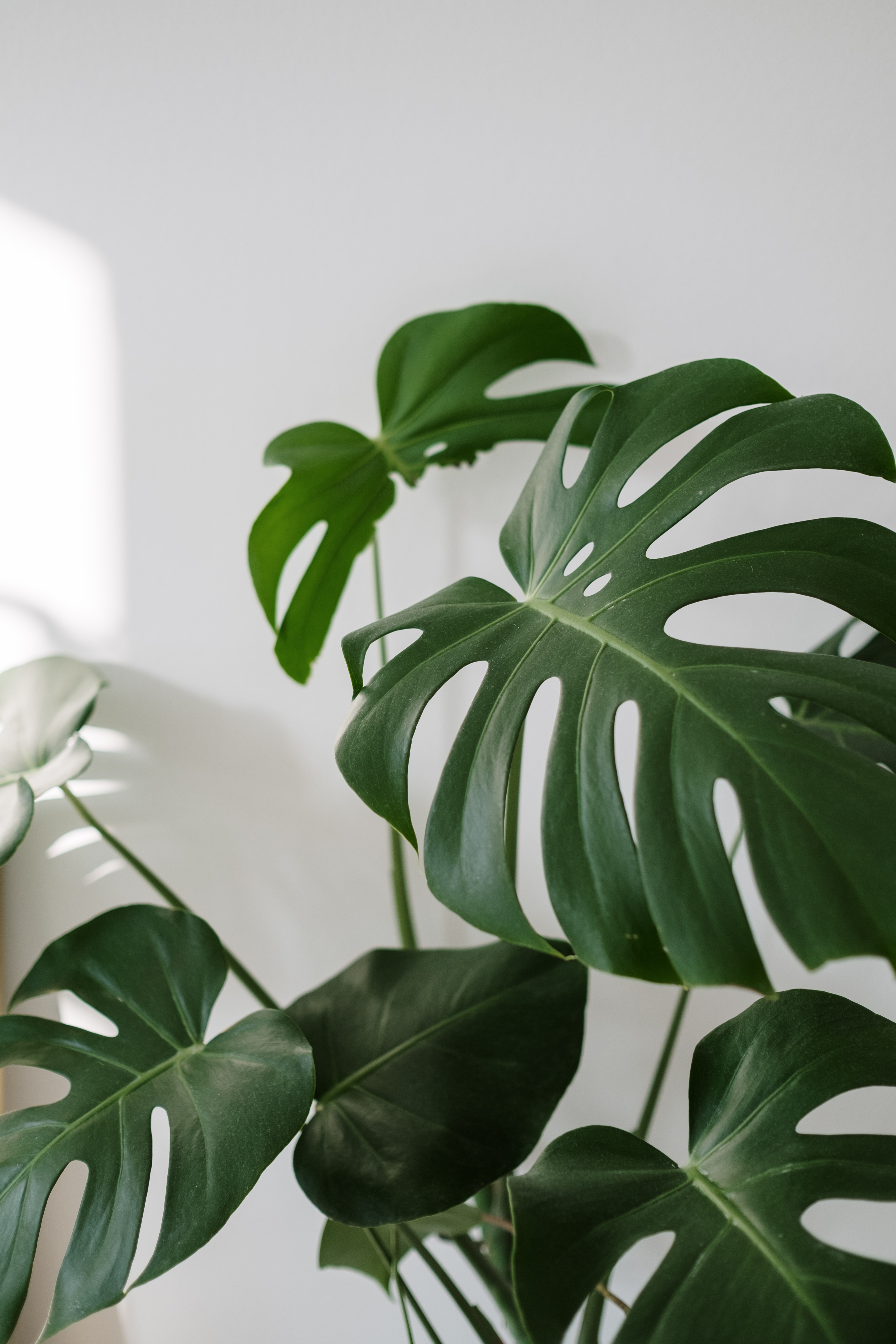 Aesthetic Plant Wallpapers