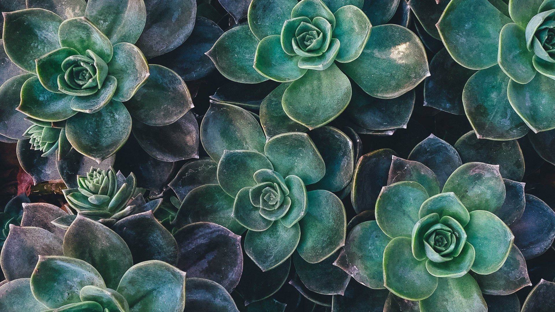 Aesthetic Plant Wallpapers