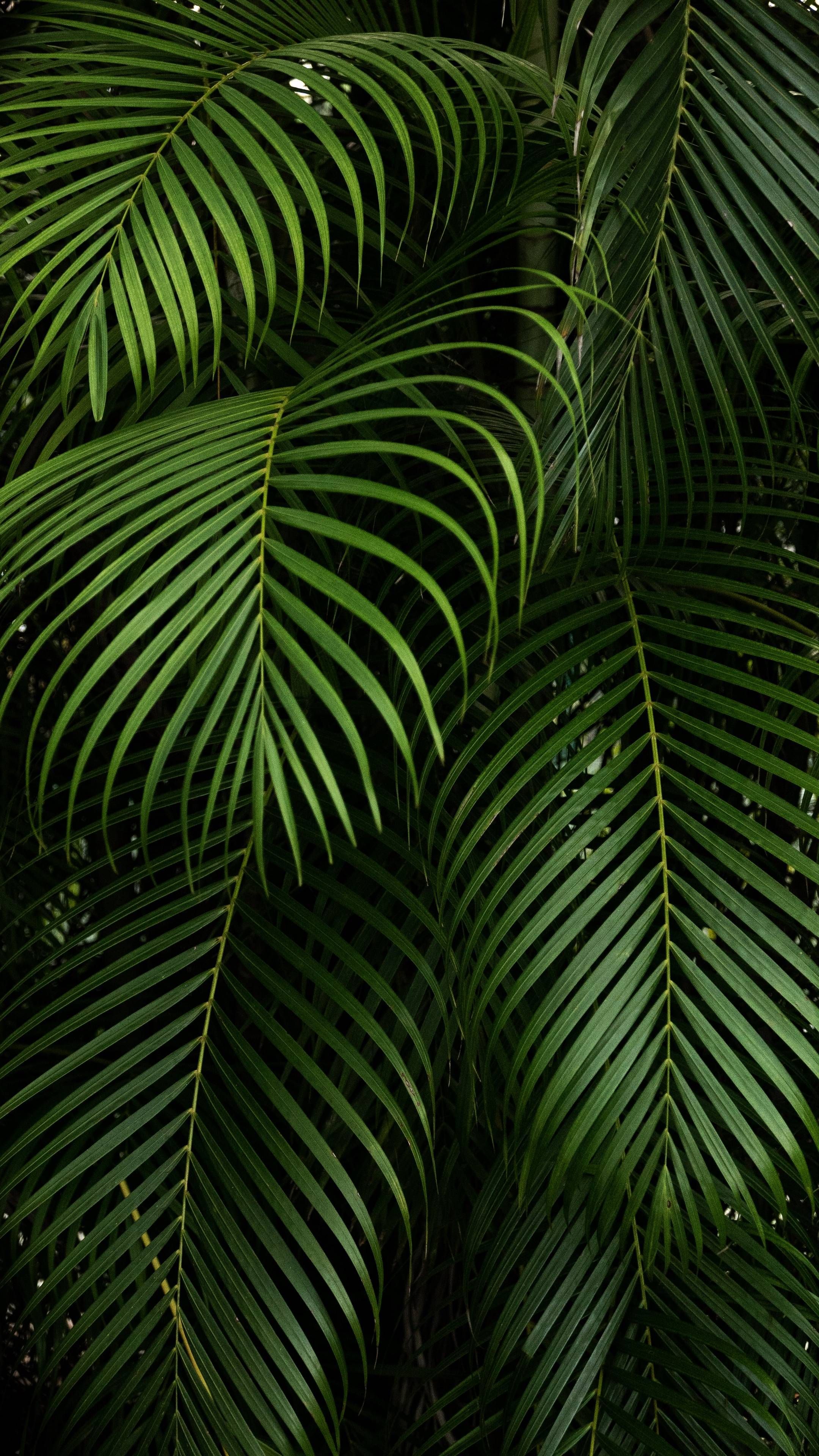 Aesthetic Plants Wallpapers