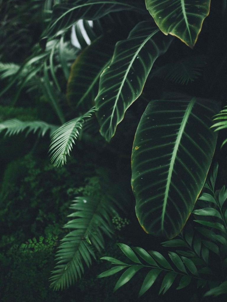 Aesthetic Plants Wallpapers