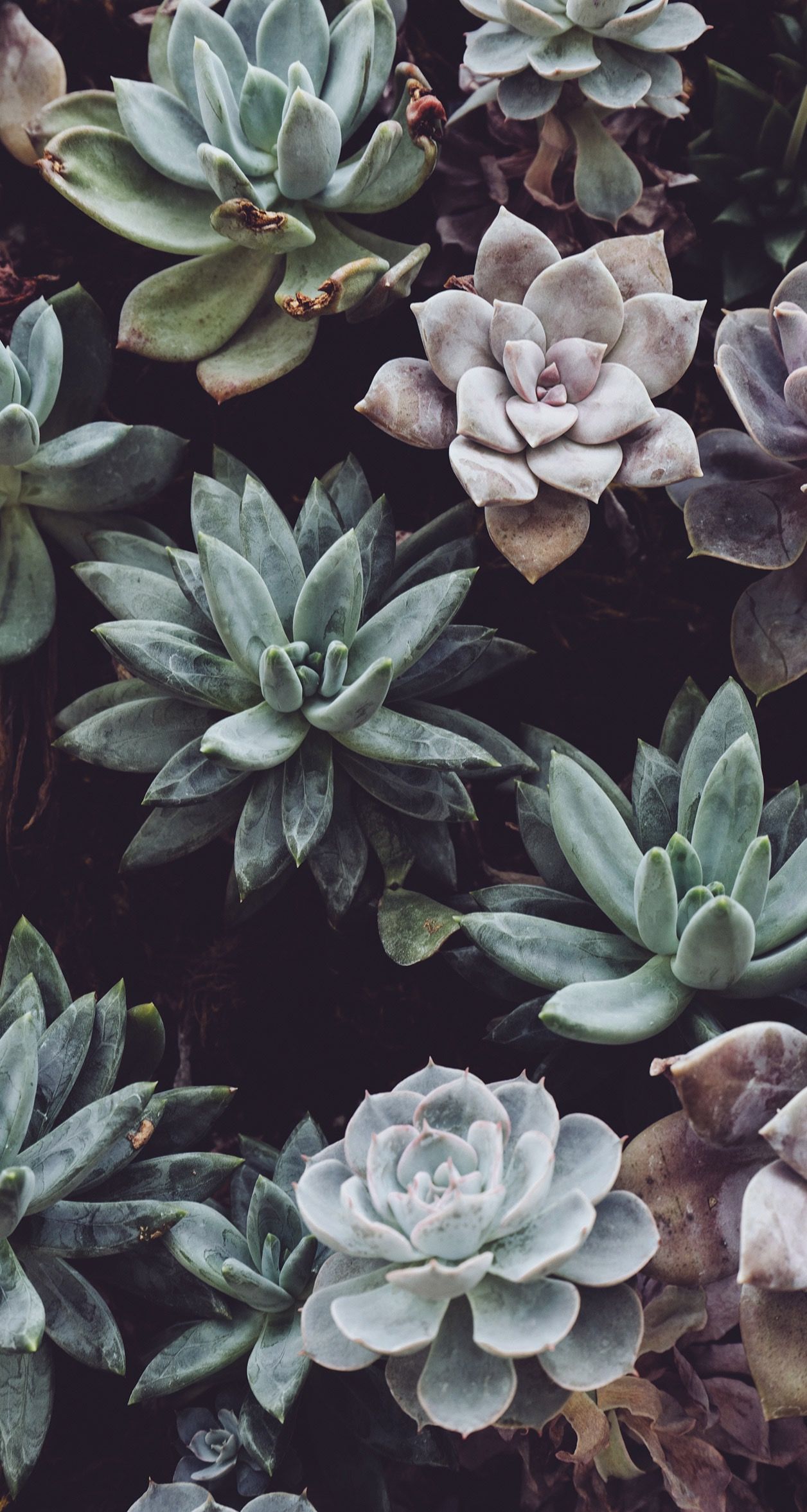 Aesthetic Plants Wallpapers