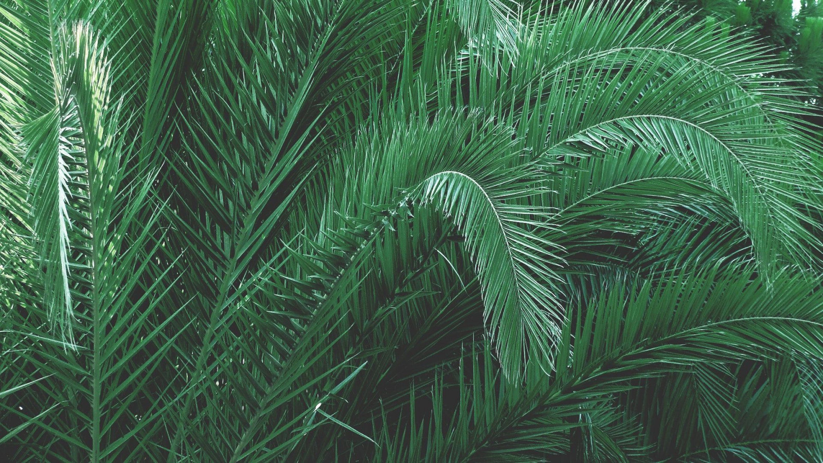 Aesthetic Plants Wallpapers