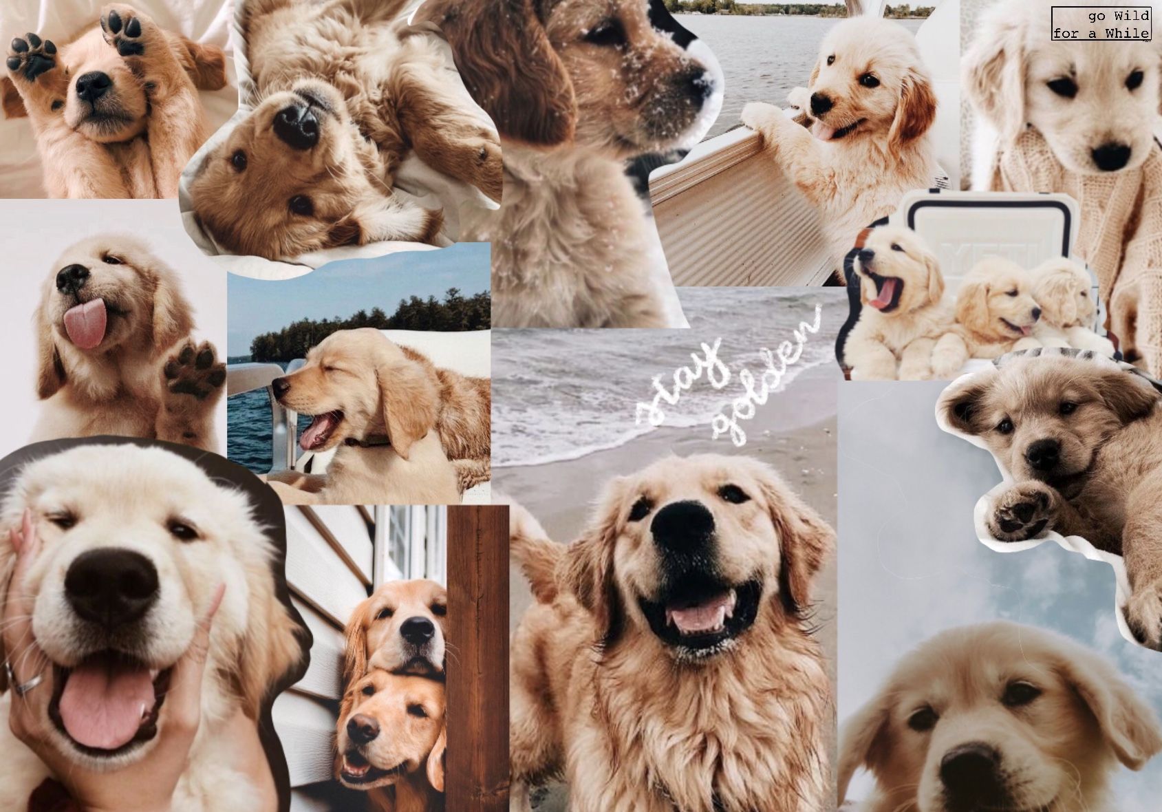 Aesthetic Puppy Wallpapers