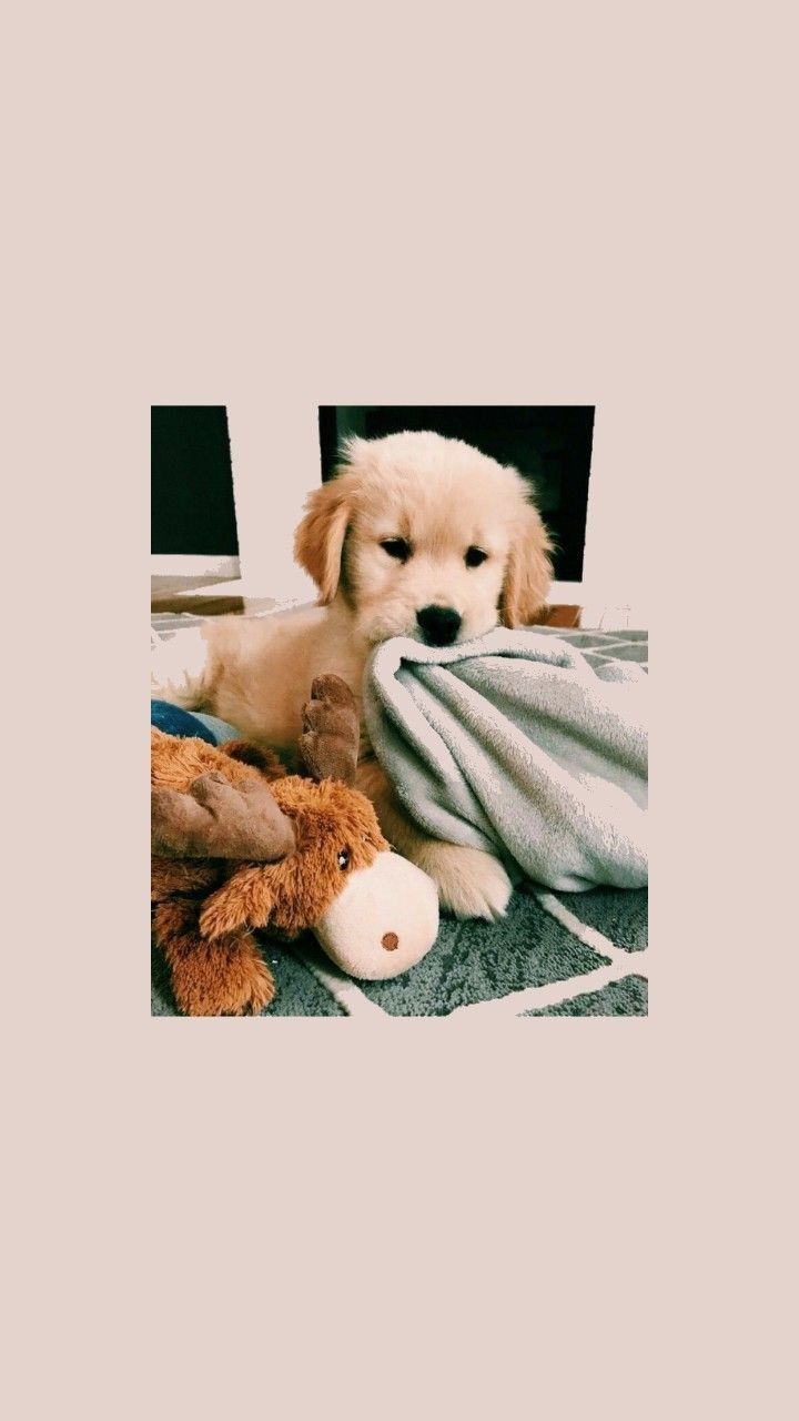 Aesthetic Puppy Wallpapers