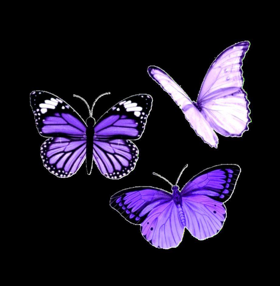 Aesthetic Purple Butterfly Wallpapers