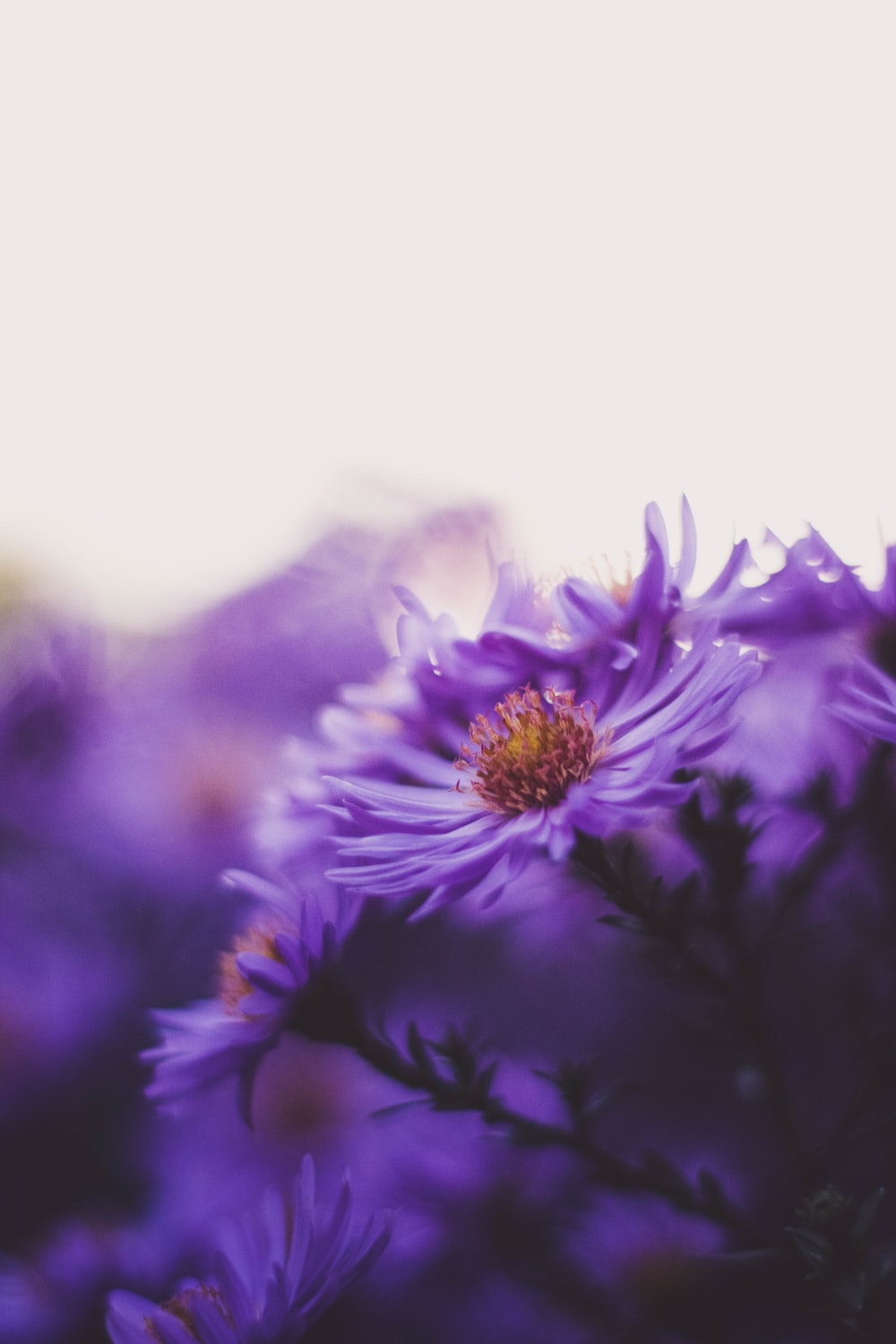 Aesthetic Purple Flower Wallpapers