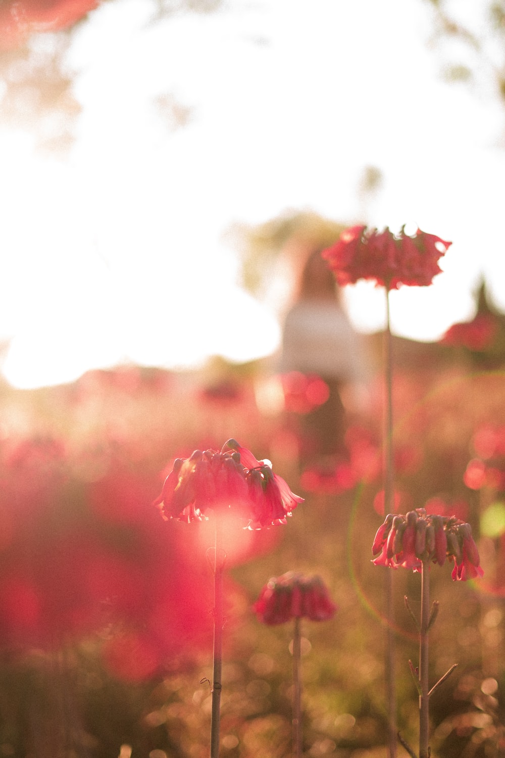 Aesthetic Red Flower Field Wallpapers