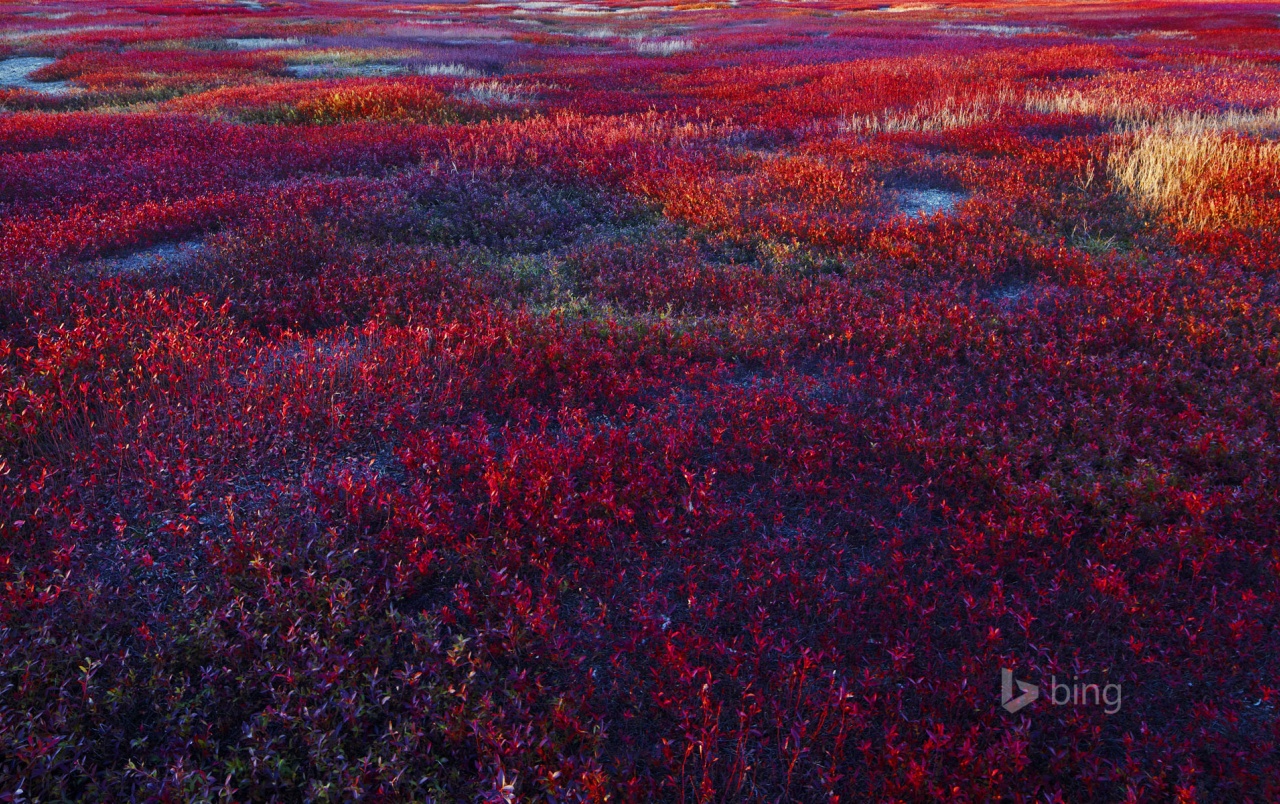 Aesthetic Red Flower Field Wallpapers