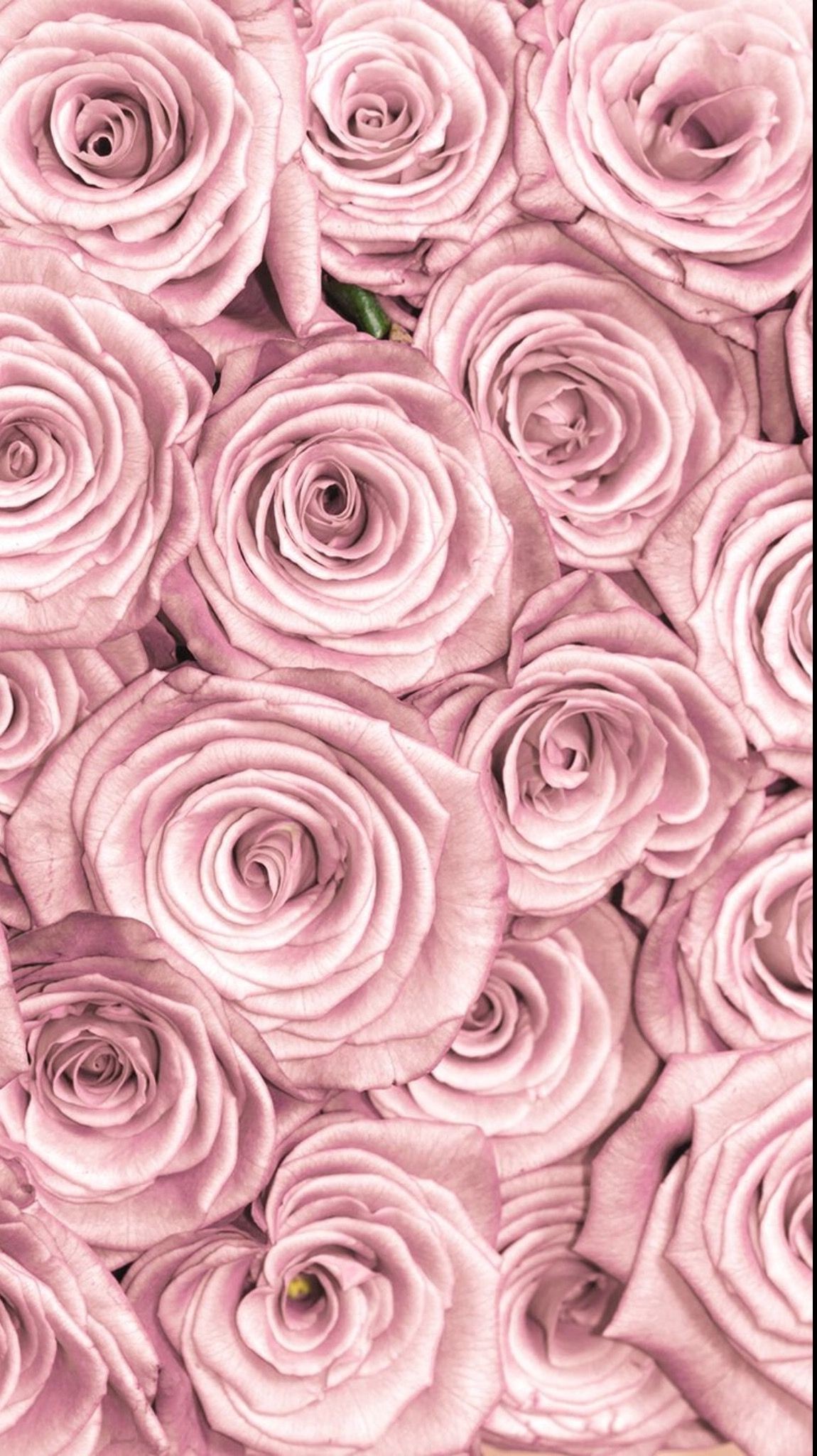 Aesthetic Rose Wallpapers