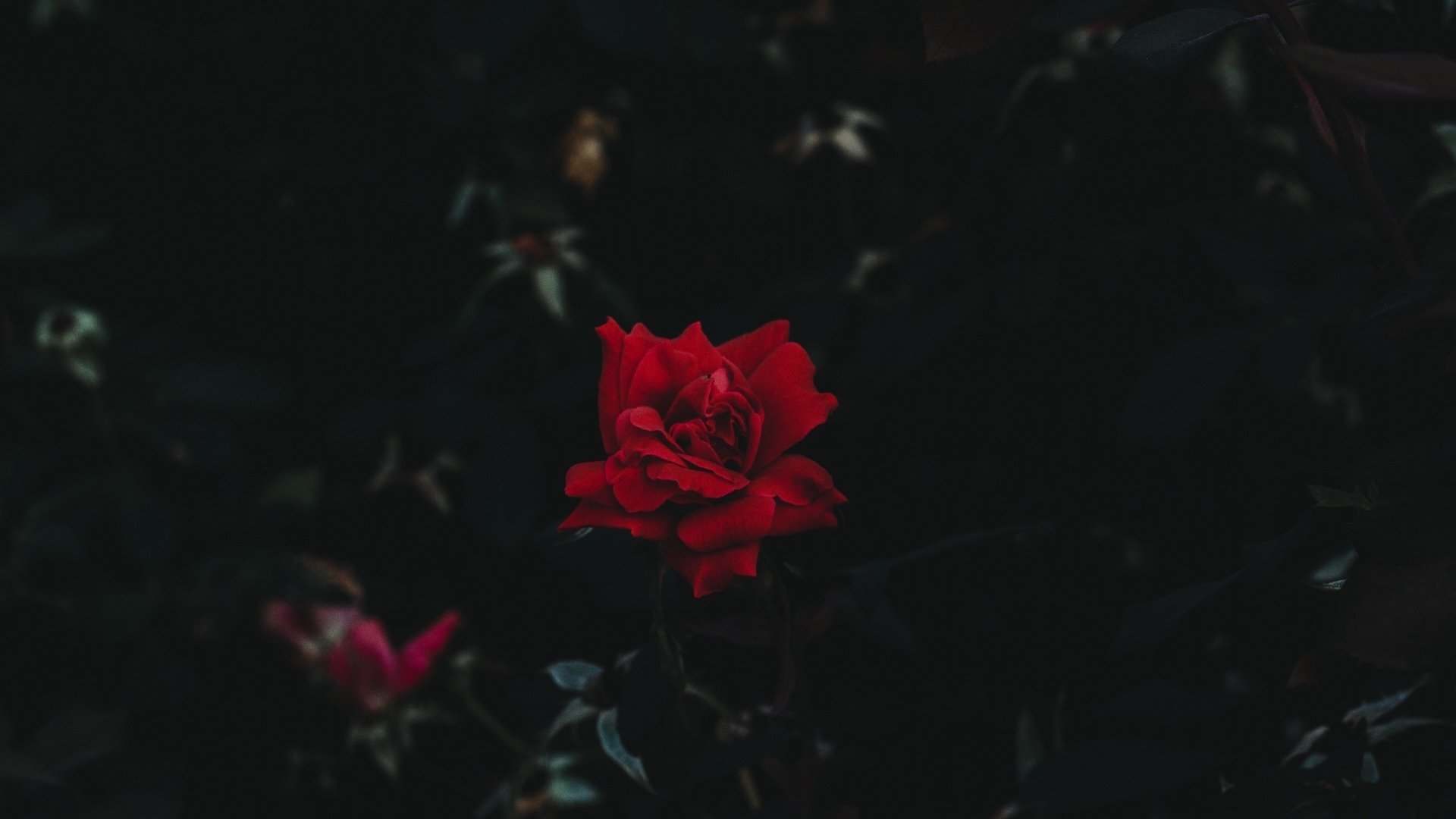 Aesthetic Rose Computer Wallpapers