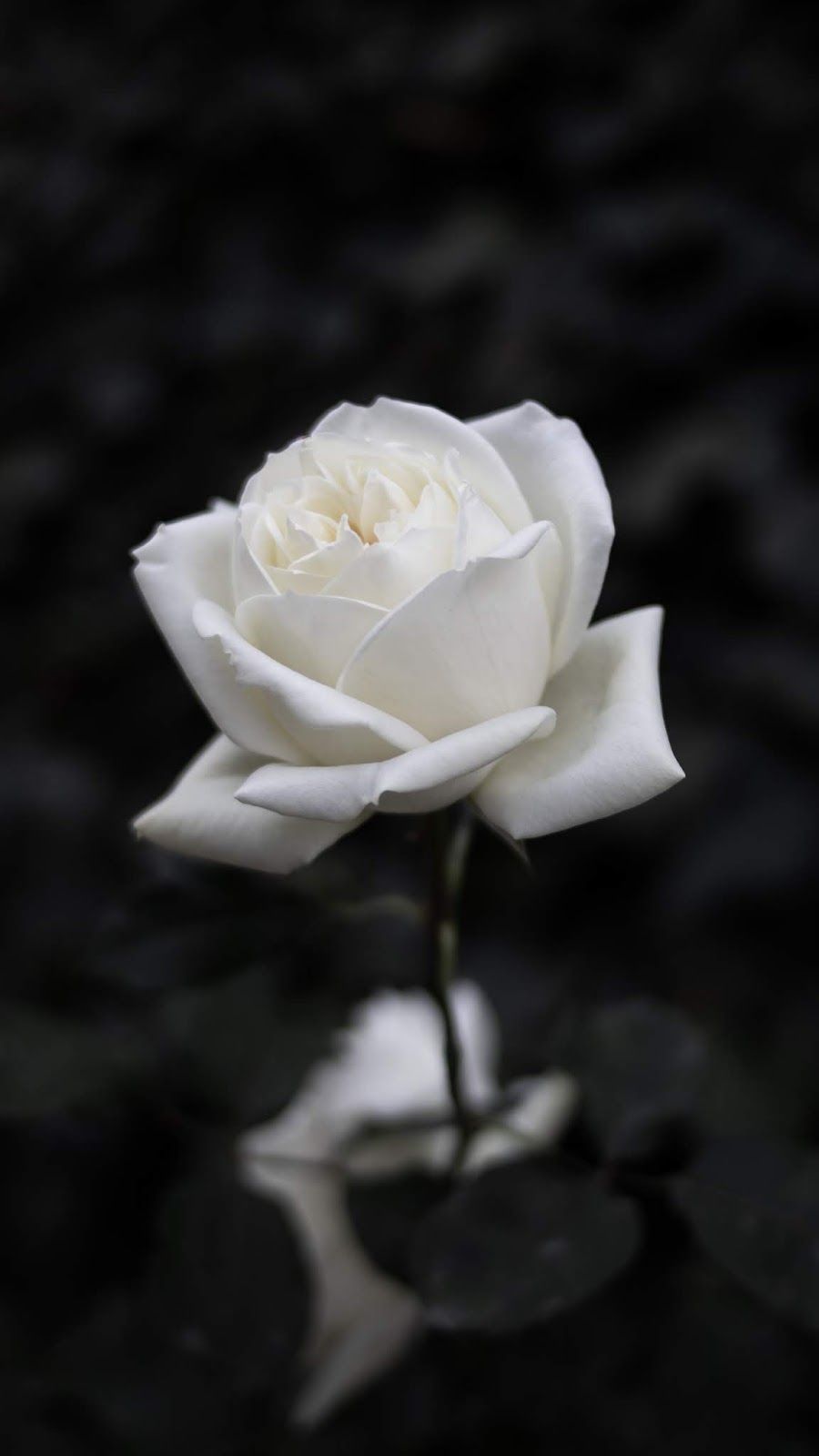 Aesthetic Rose White Wallpapers