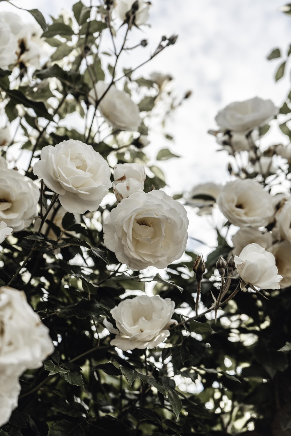 Aesthetic Rose White Wallpapers