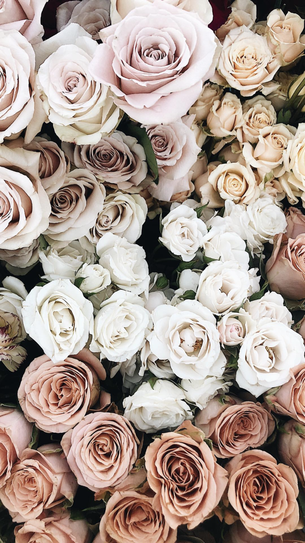 Aesthetic Rose White Wallpapers