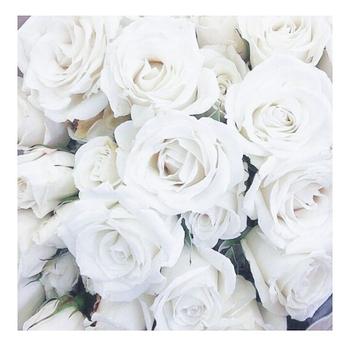 Aesthetic Rose White Wallpapers