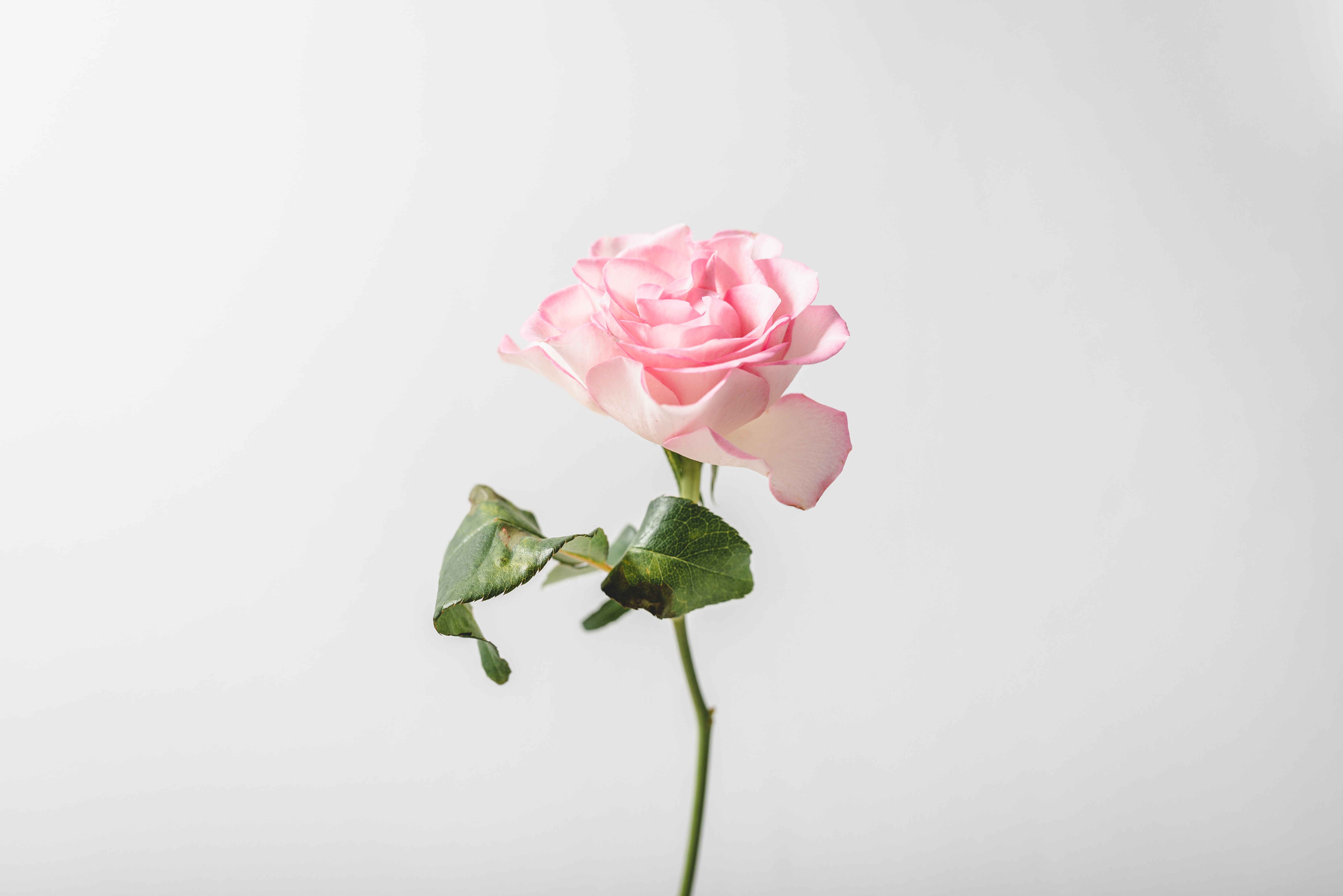 Aesthetic Rose White Wallpapers