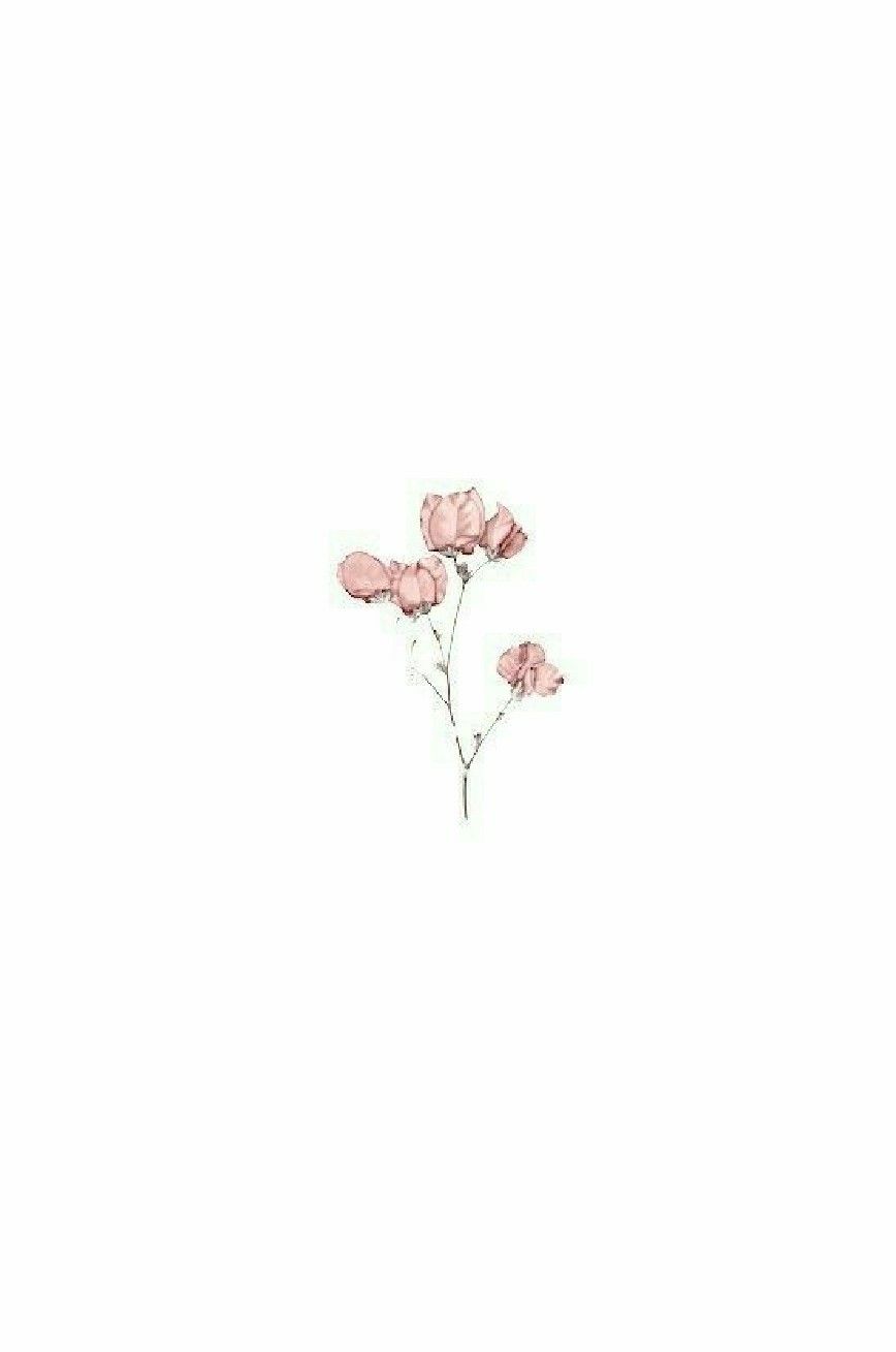 Aesthetic Rose White Wallpapers