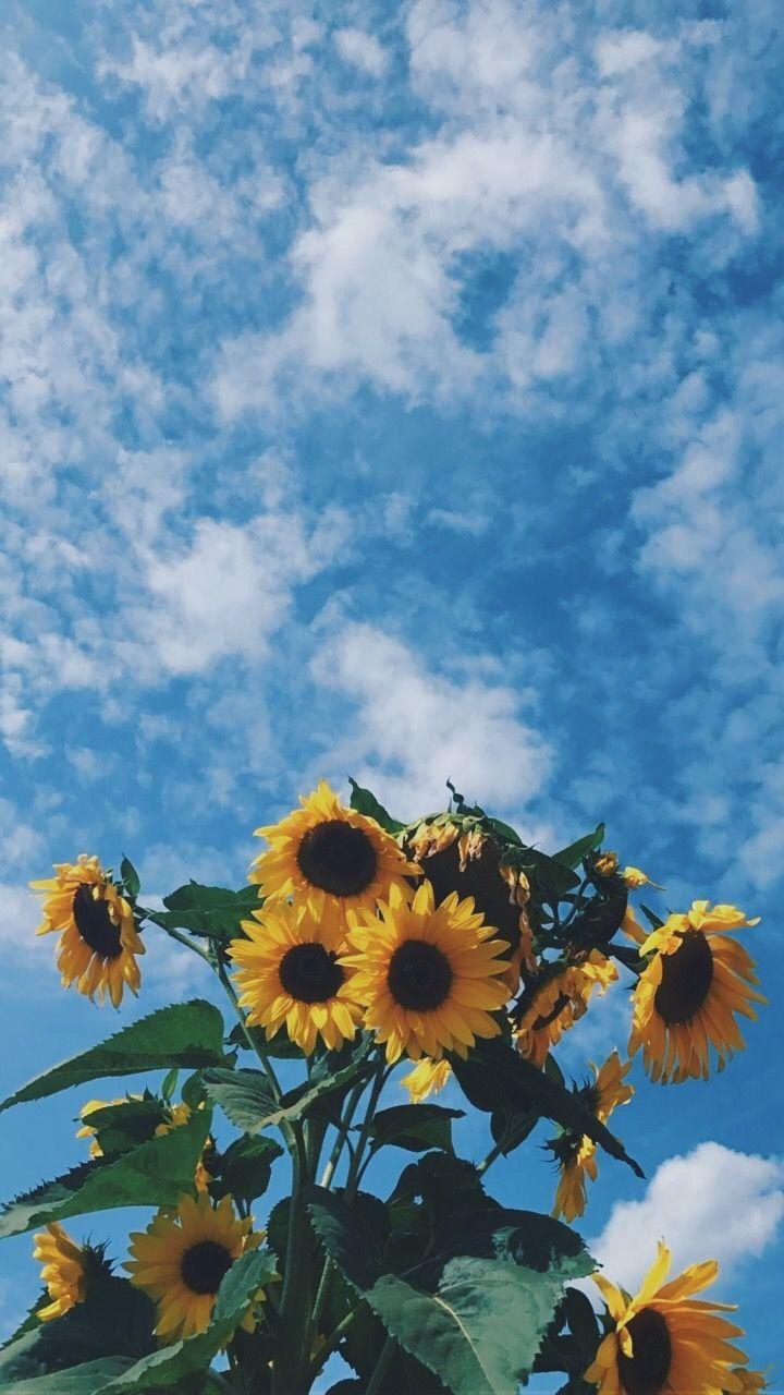 Aesthetic Roses And Sunflowers Wallpapers