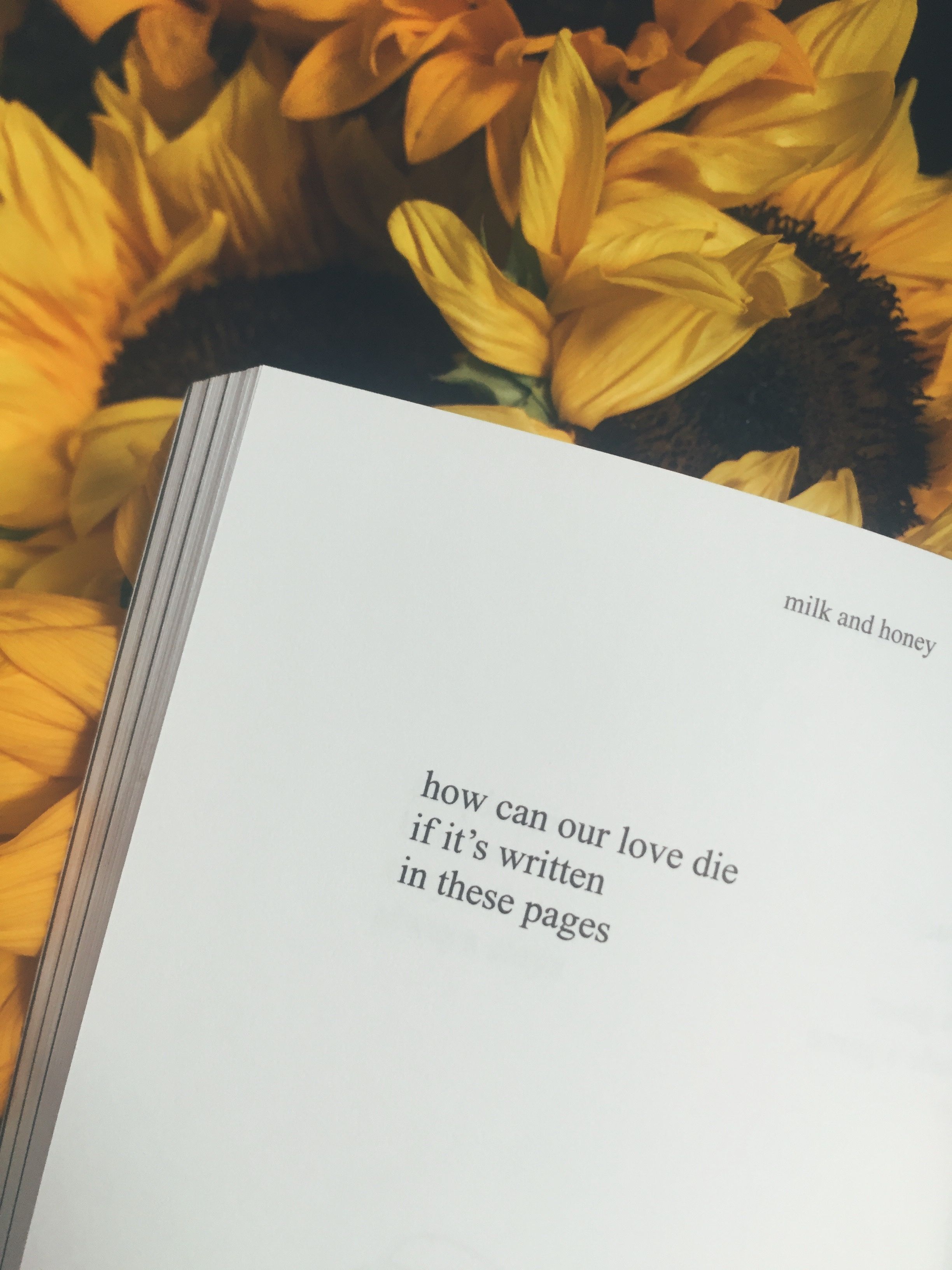 Aesthetic Roses And Sunflowers Wallpapers