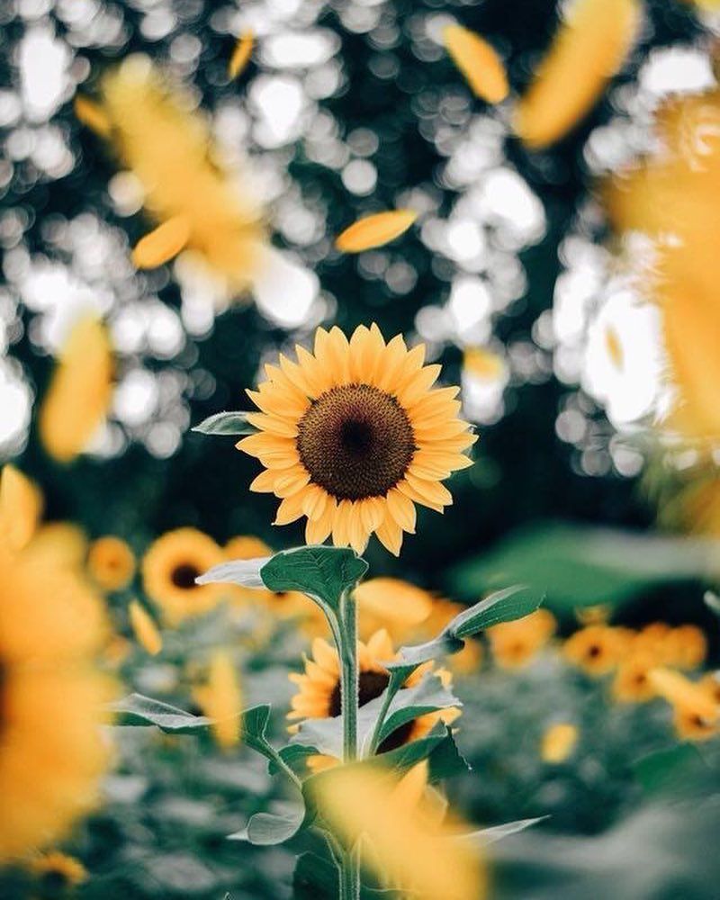 Aesthetic Roses And Sunflowers Wallpapers