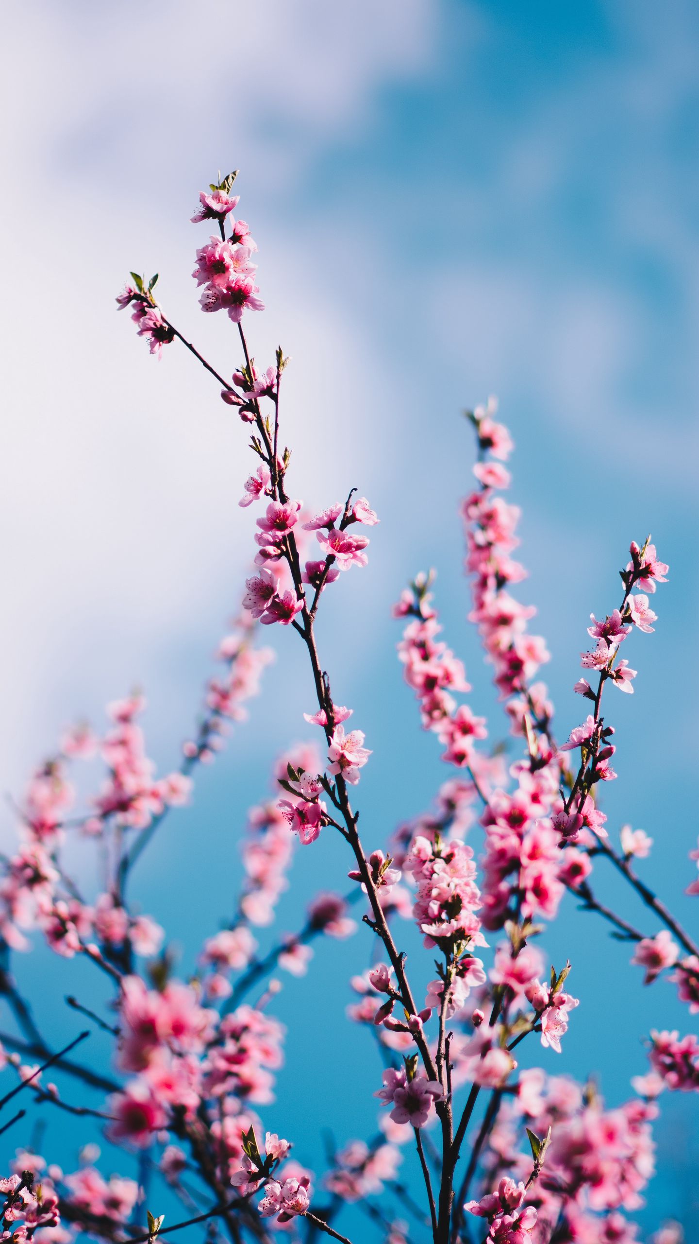 Aesthetic Spring Wallpapers