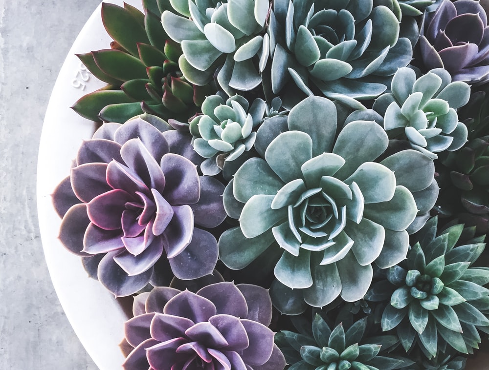 Aesthetic Succulents Wallpapers
