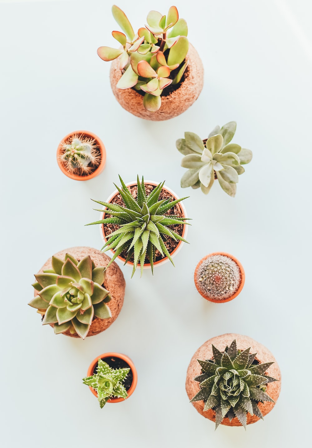 Aesthetic Succulents Wallpapers