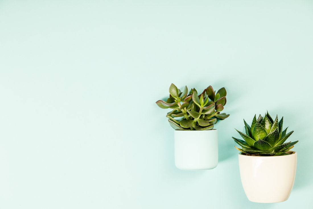 Aesthetic Succulents Wallpapers