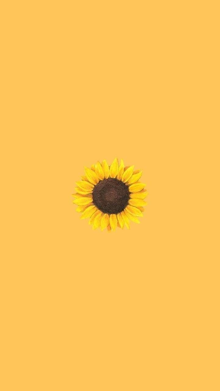 Aesthetic Sunflower Wallpapers