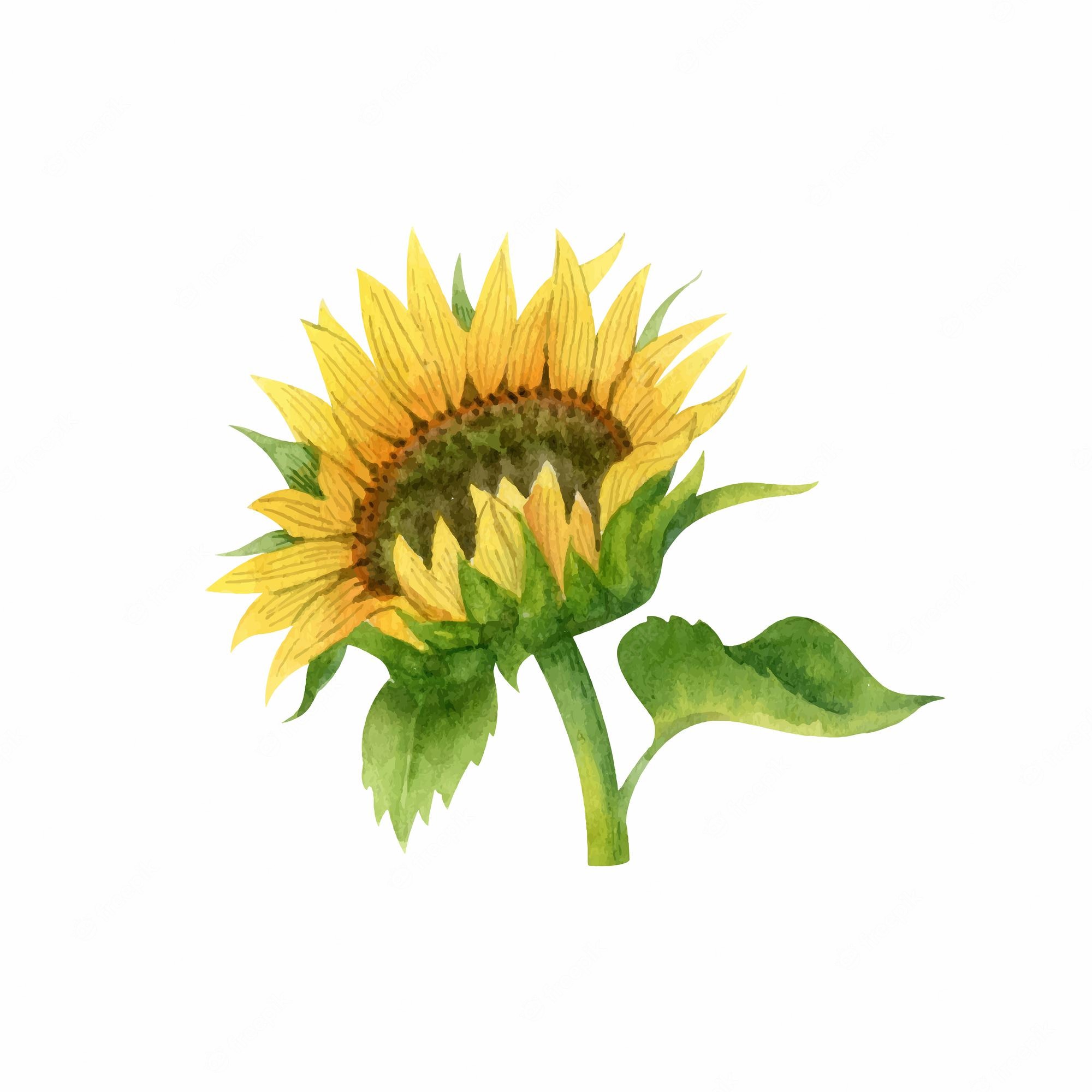 Aesthetic Sunflower Drawing Wallpapers