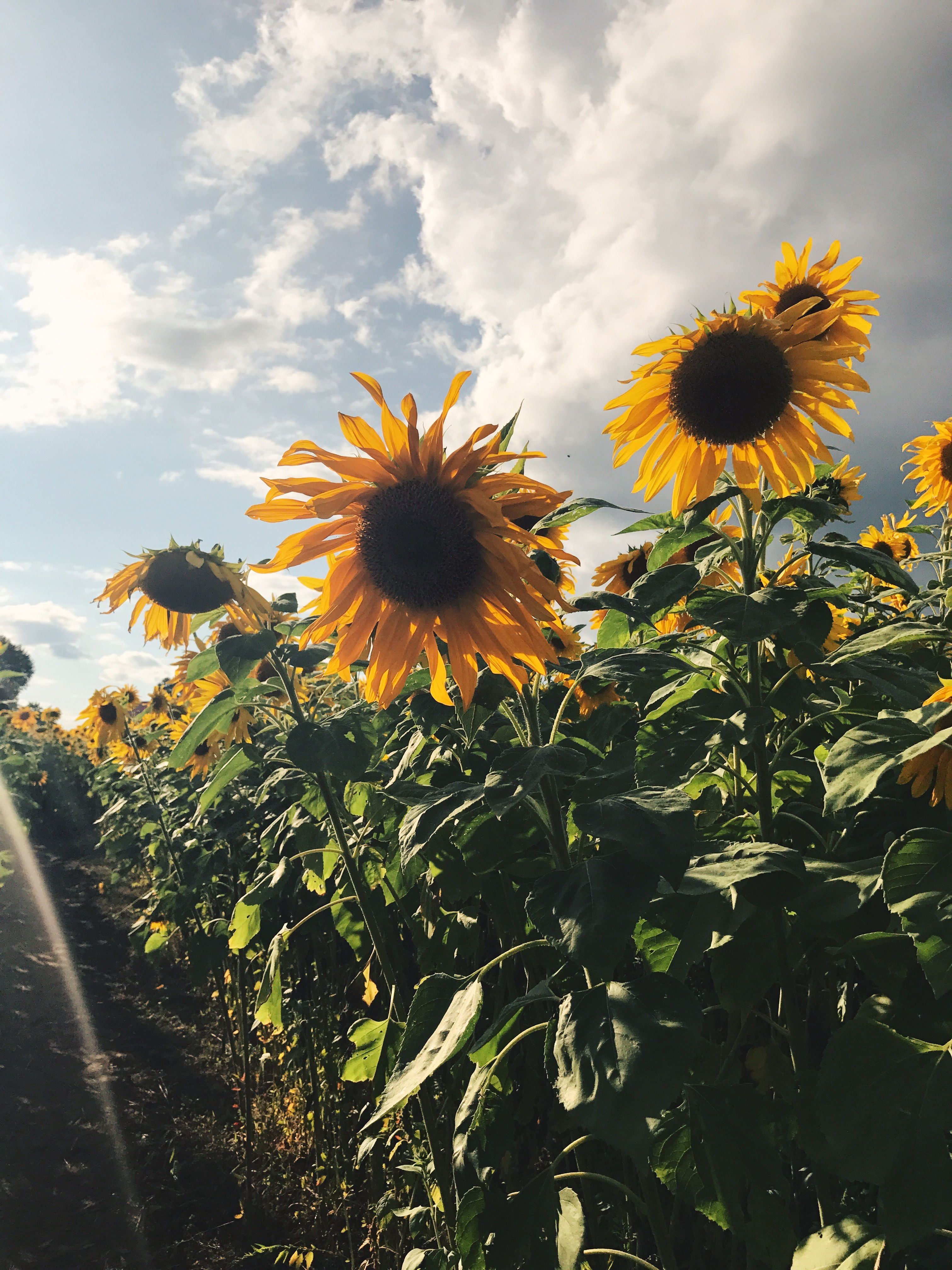 Aesthetic Sunflower Field Wallpapers