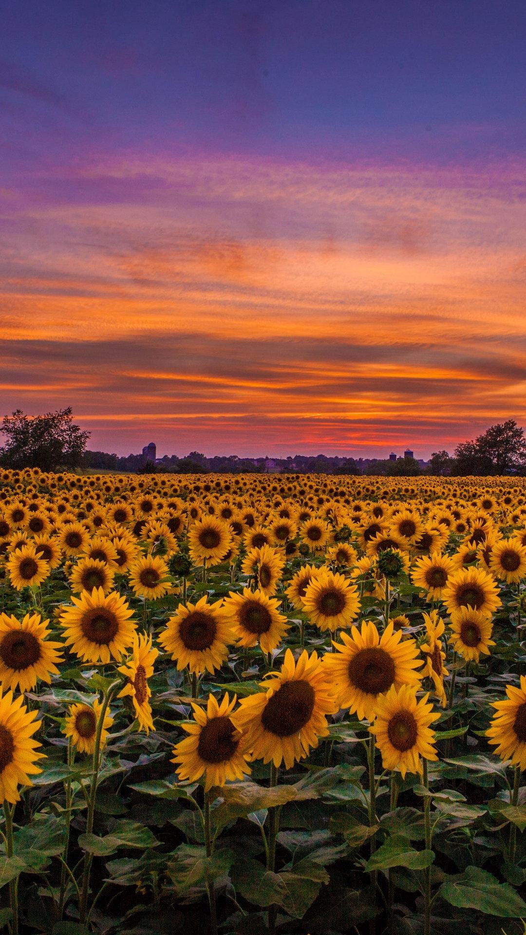 Aesthetic Sunflower Field Wallpapers