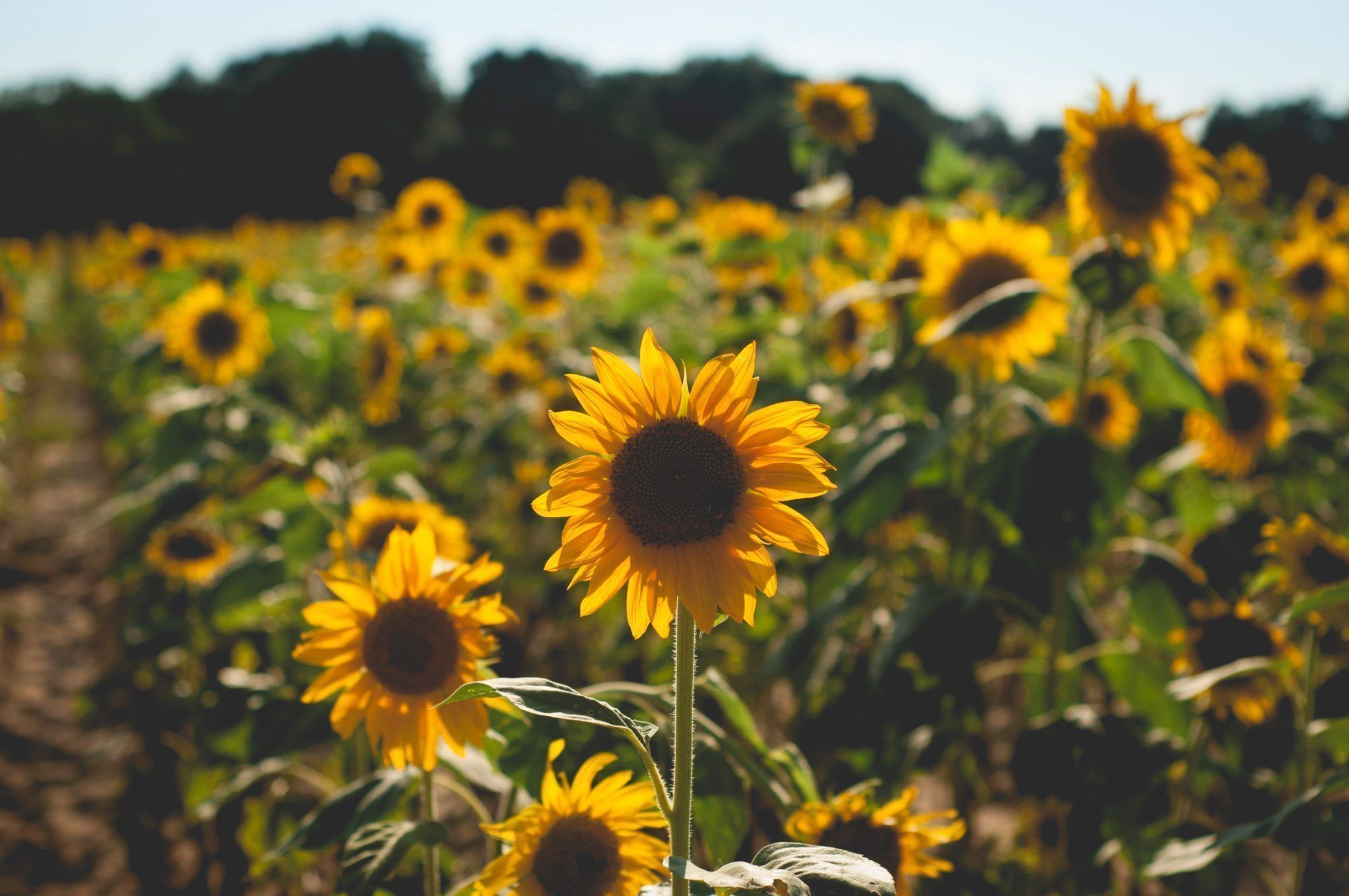 Aesthetic Sunflower Field Wallpapers