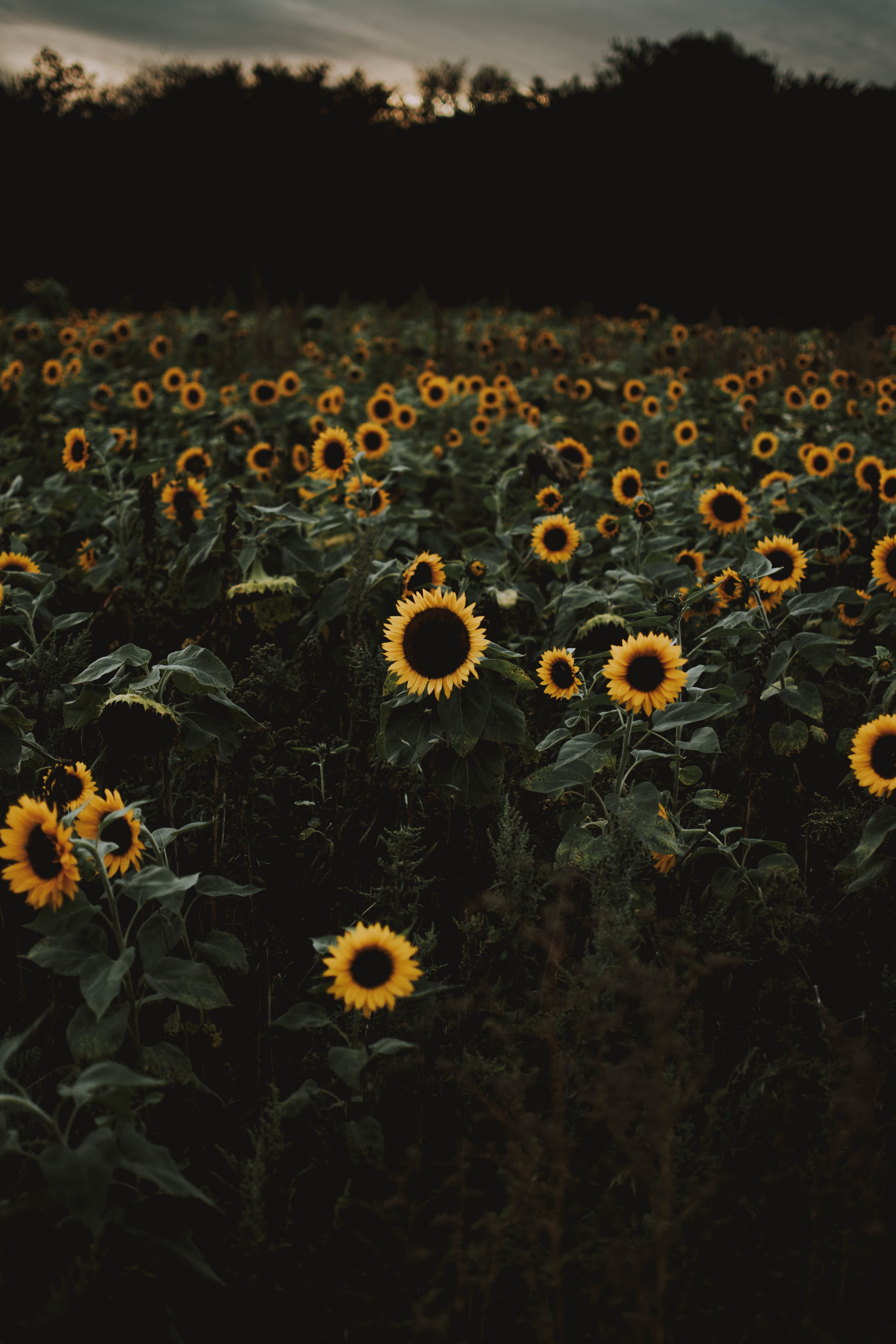 Aesthetic Sunflower Field Wallpapers