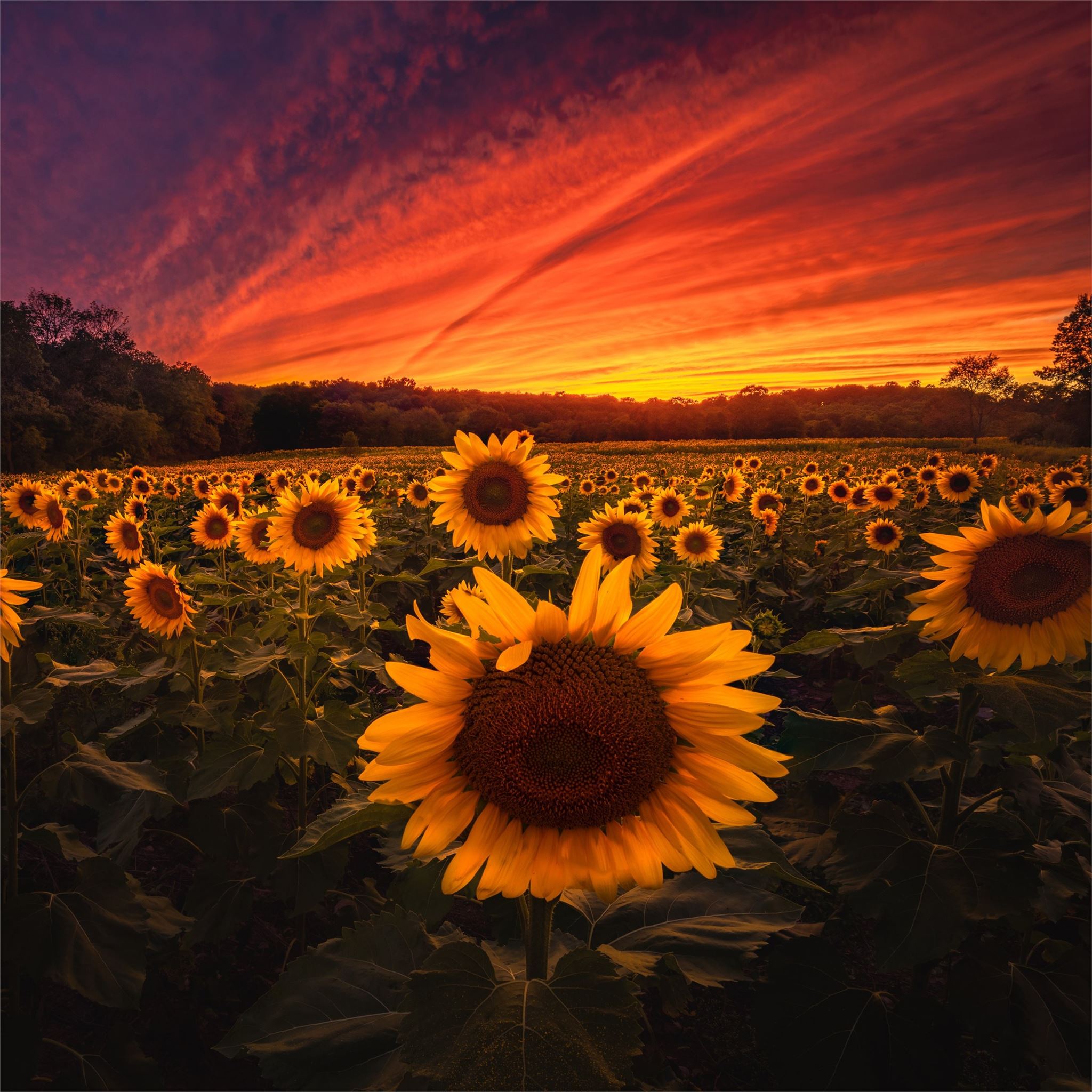 Aesthetic Sunflower Field Wallpapers