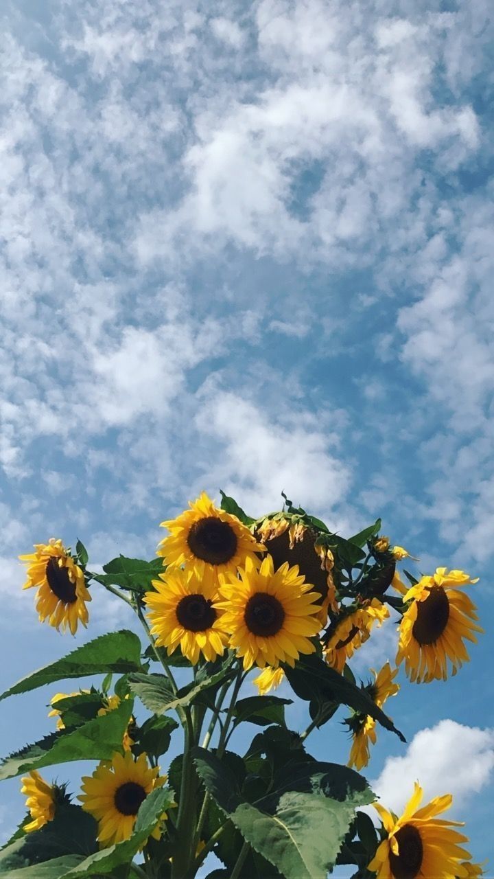 Aesthetic Sunflower Field Wallpapers