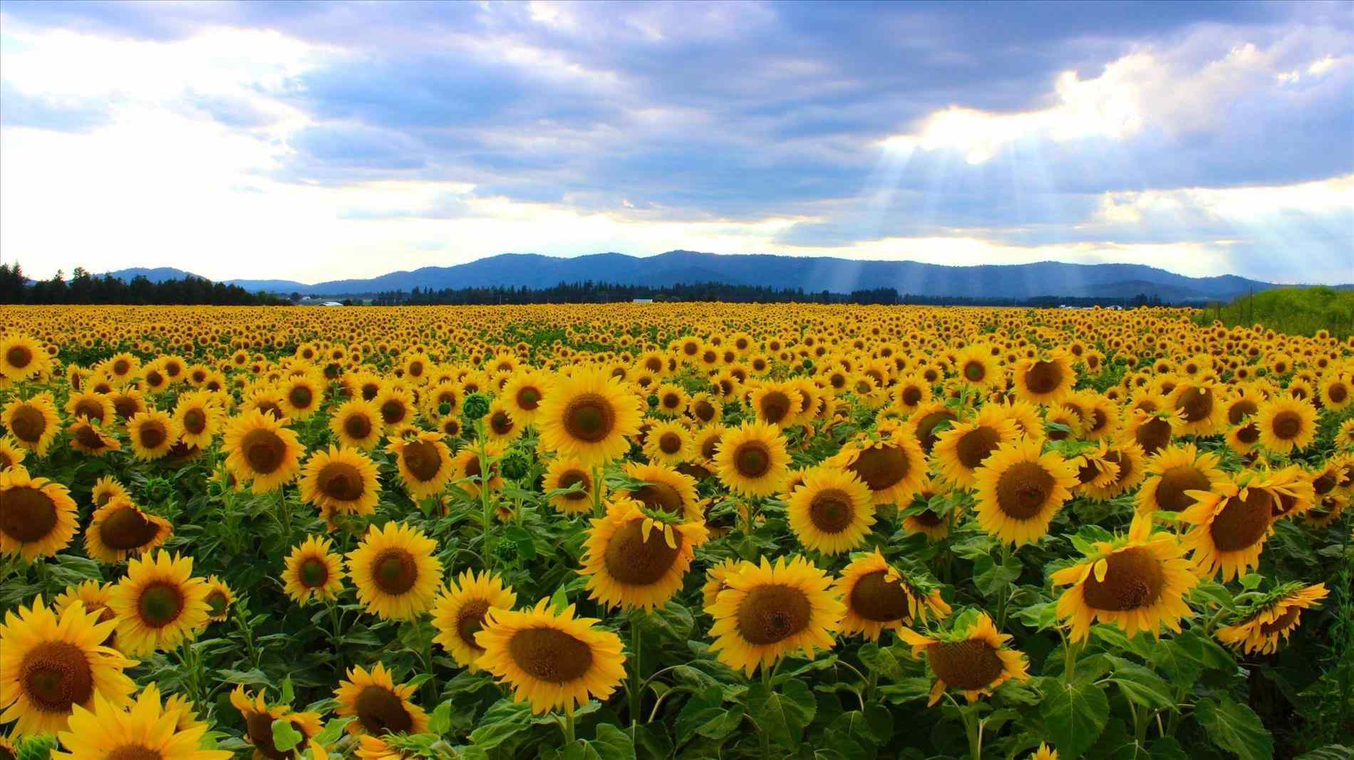 Aesthetic Sunflower Field Wallpapers