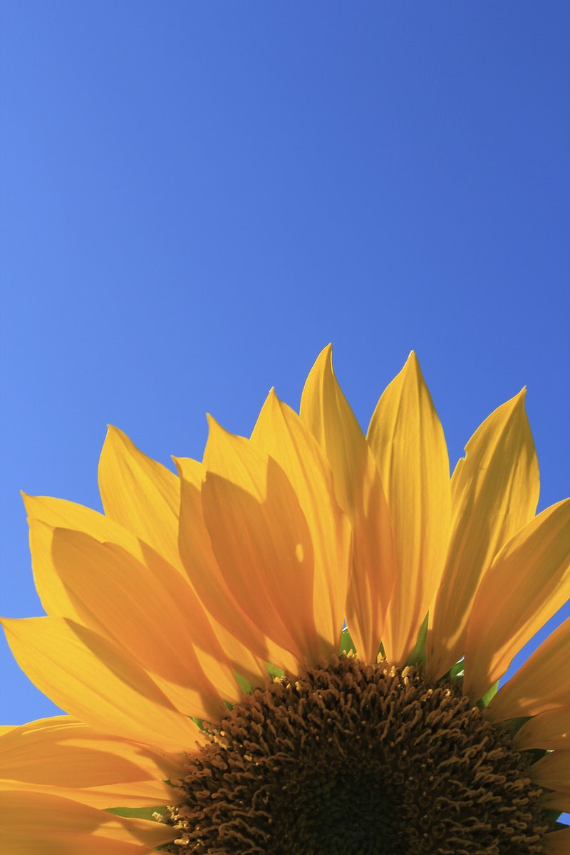 Aesthetic Sunflower Field Wallpapers